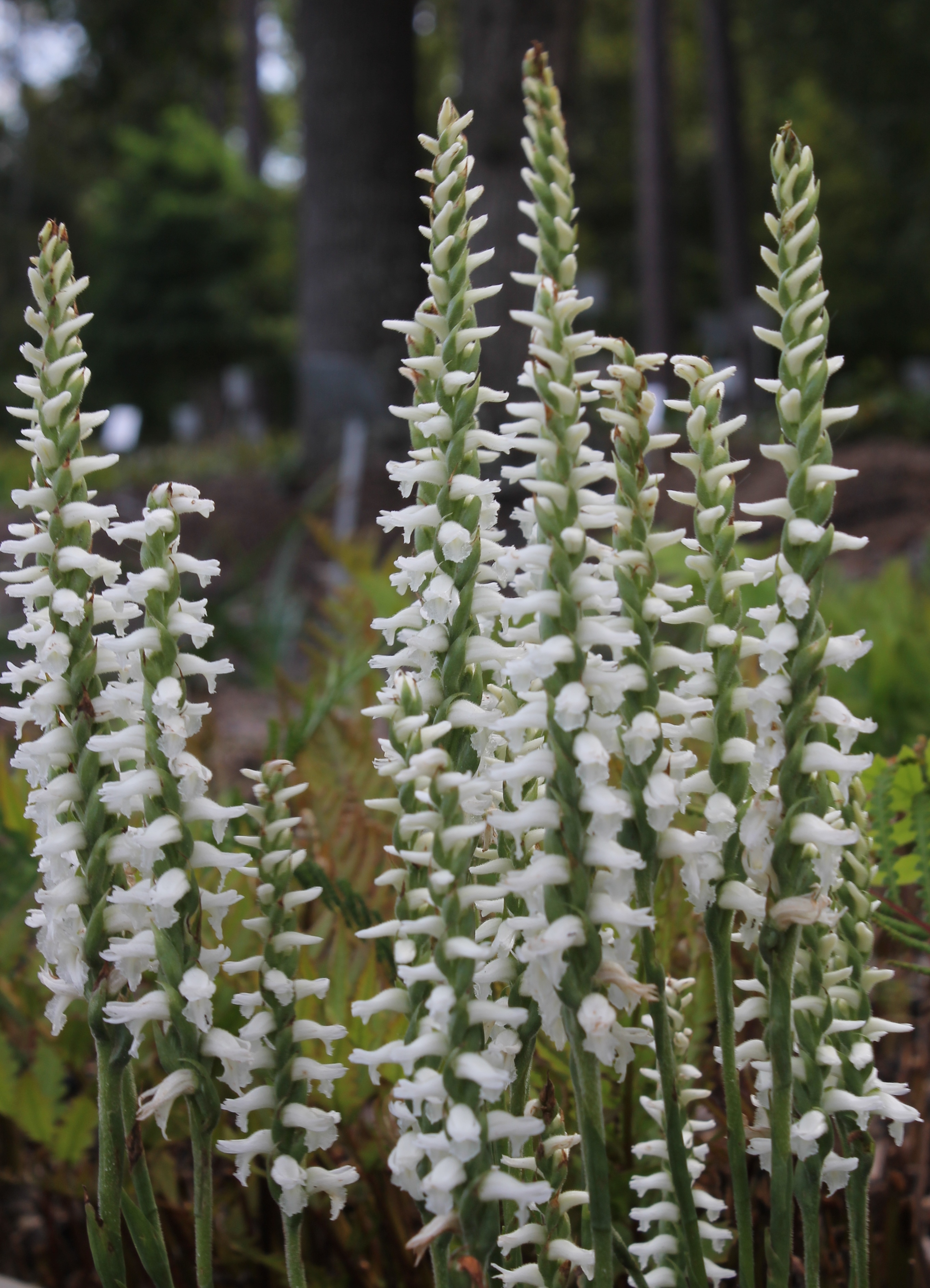Spiranthes bightensis 'Chadd's Ford' @ JLBG
