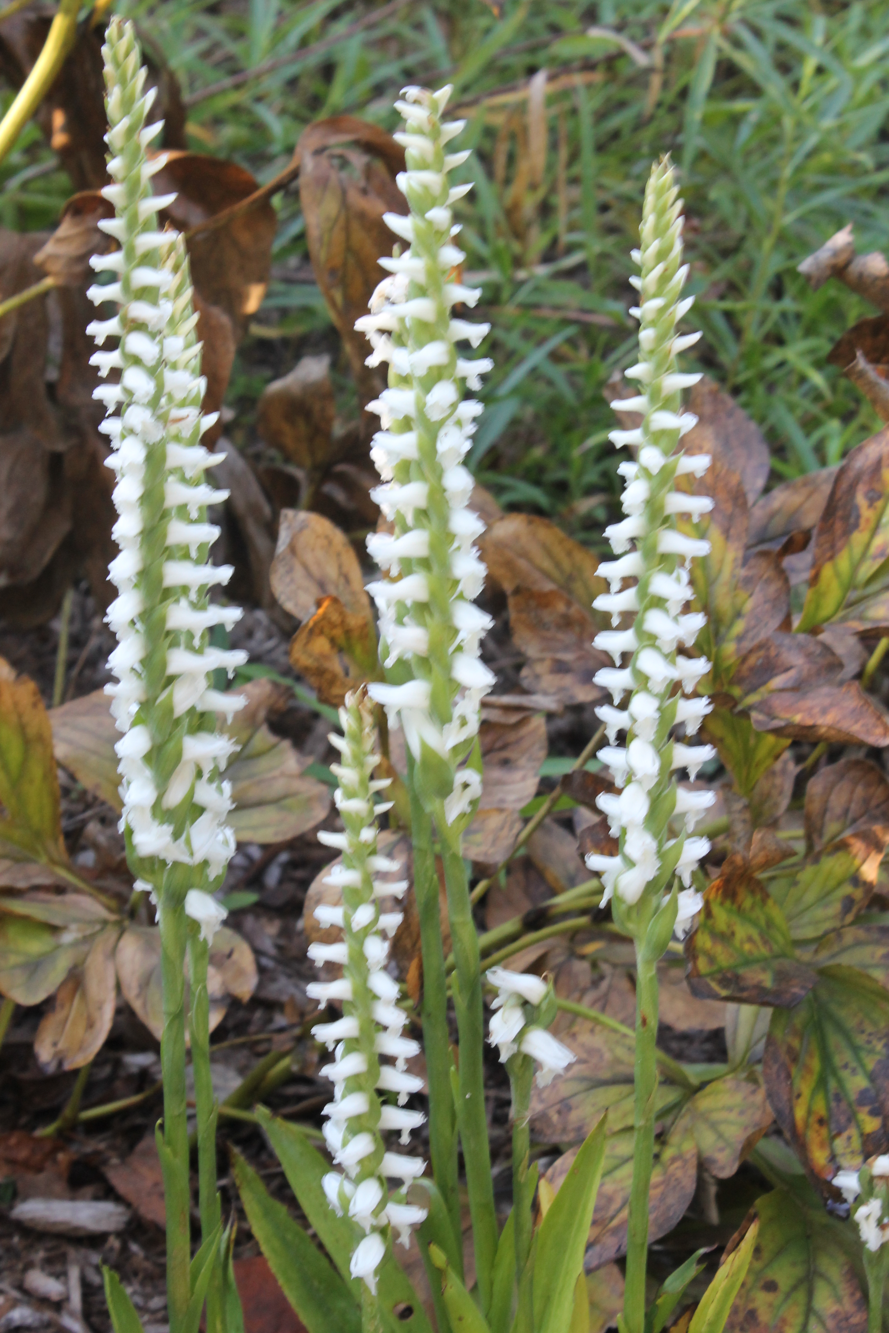Spiranthes cernua A3LA-040 @ JLBG - from Bienville Parish, Louisiana

