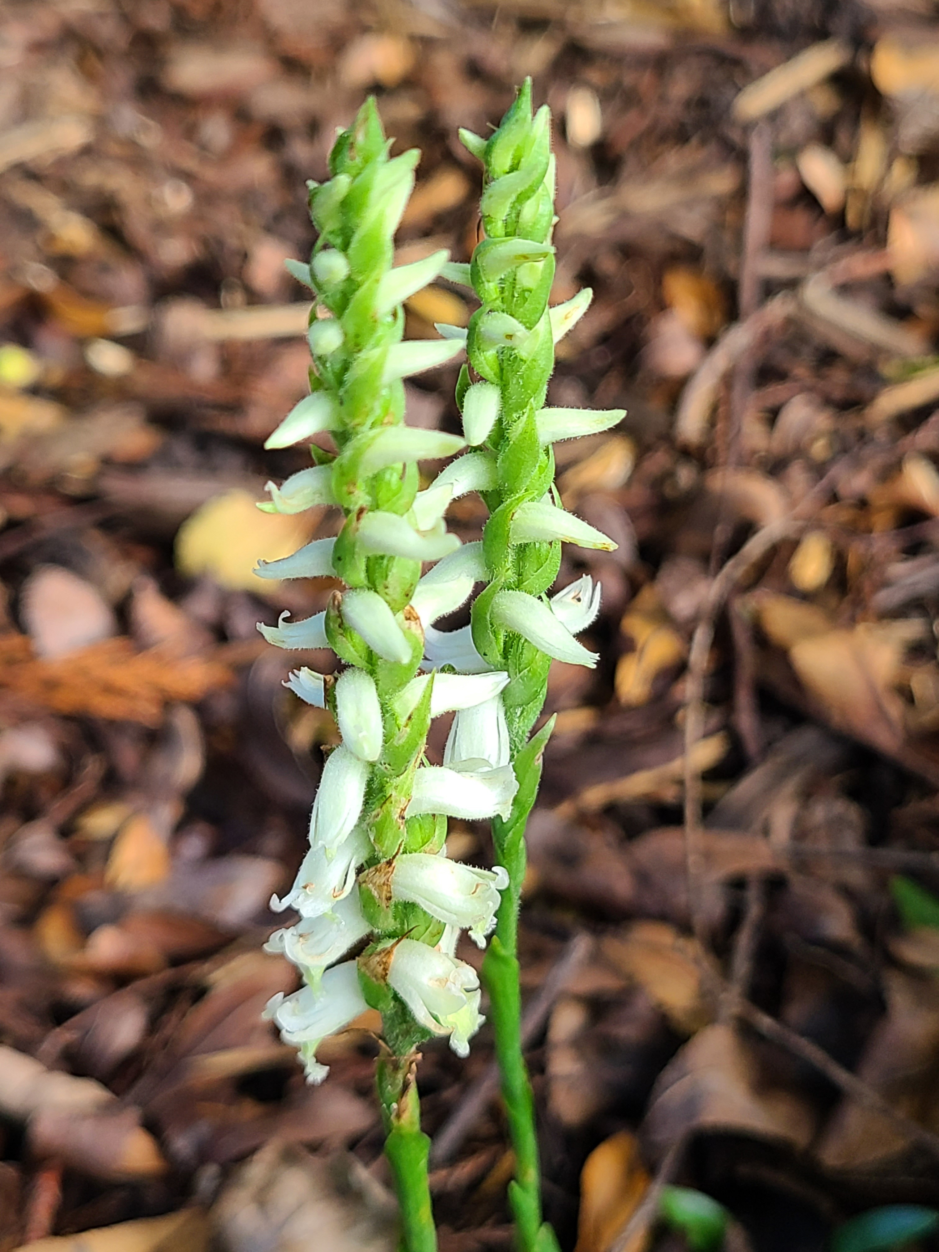 Spiranthes odorata 'Maple Hill' @ JLBG - genetics from Pender County, NC