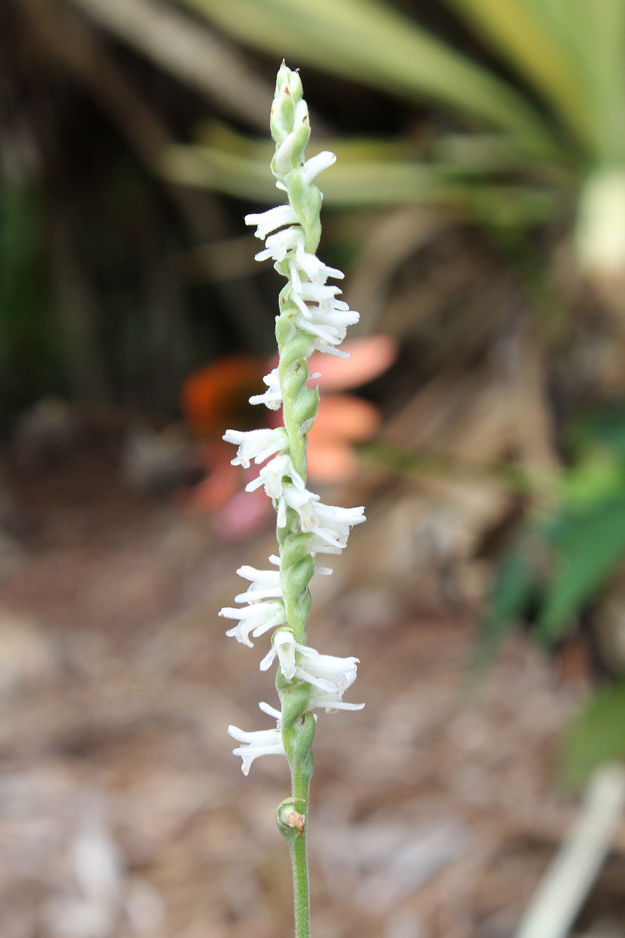 Spiranthes vernalis 'Wake Up' @ JLBG
