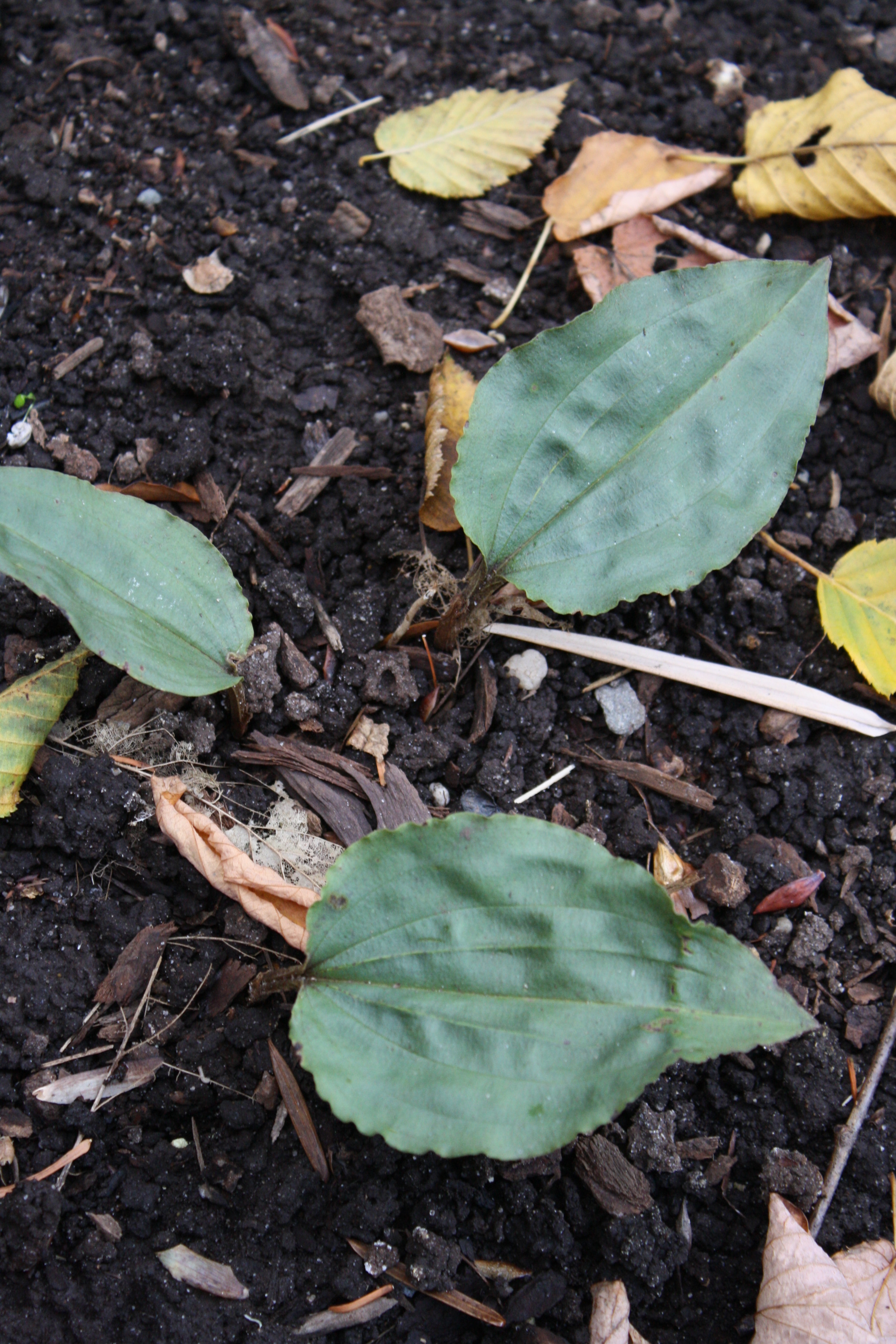Tipularia discolor A2AL- 047 @ JLBG (Bibb County, AL)
