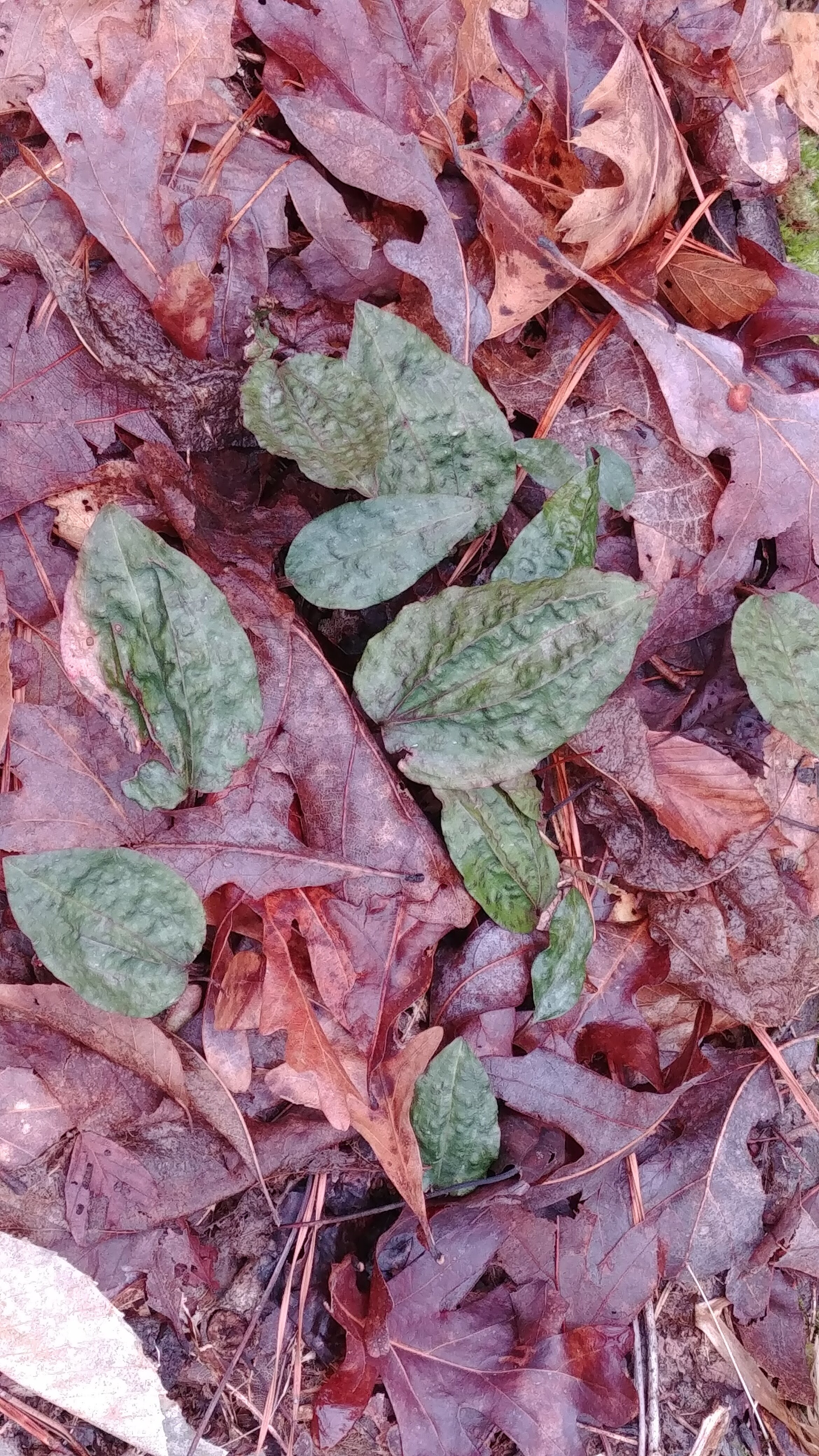 Tipularia discolor @ Wake Co. NC
