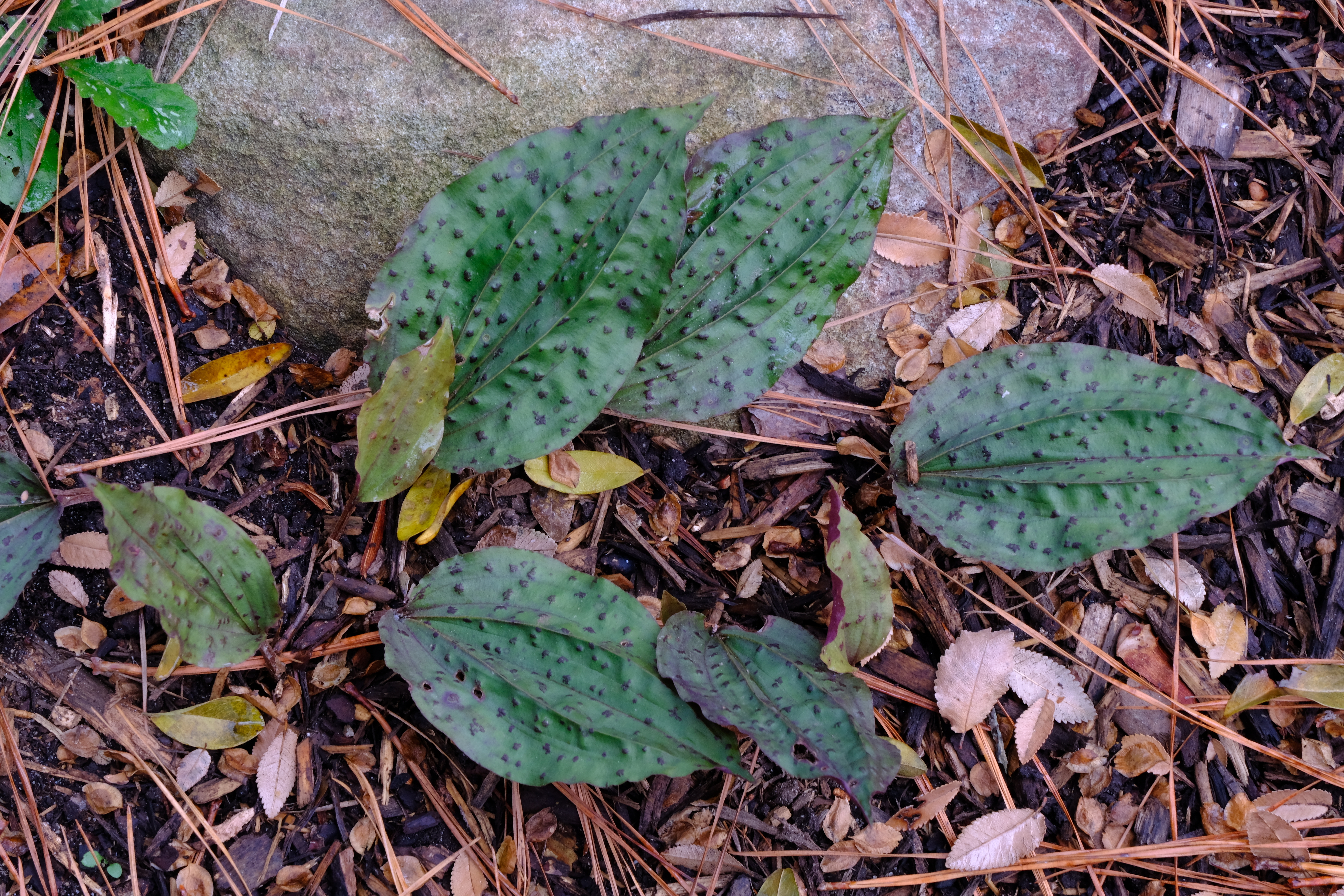 Tipularia discolor 'Peal's Polkadot' @ JLBG
