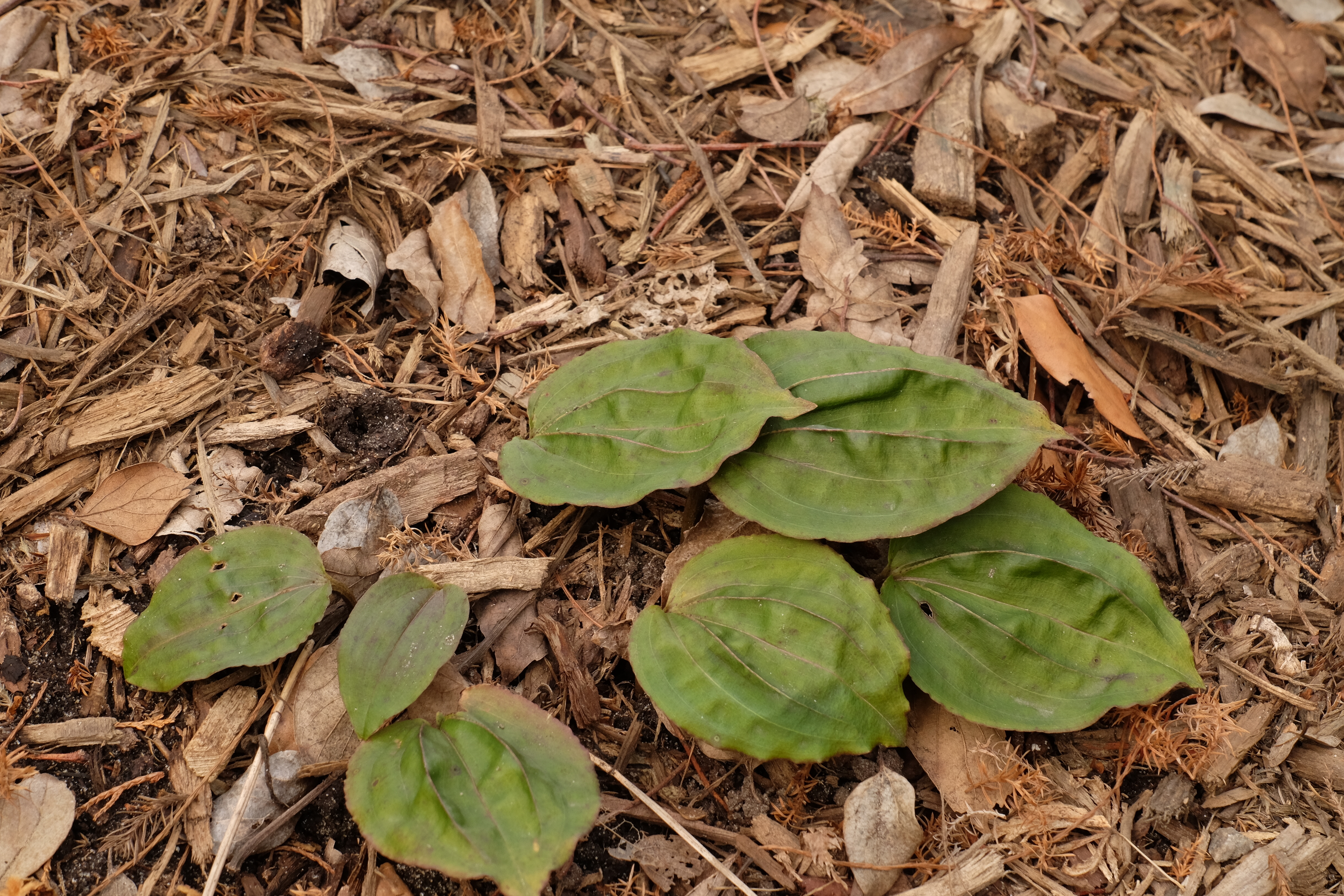 Tipularia discolor SE15-
 002 foliage @ JLBG (Columbia Co. GA genetics)