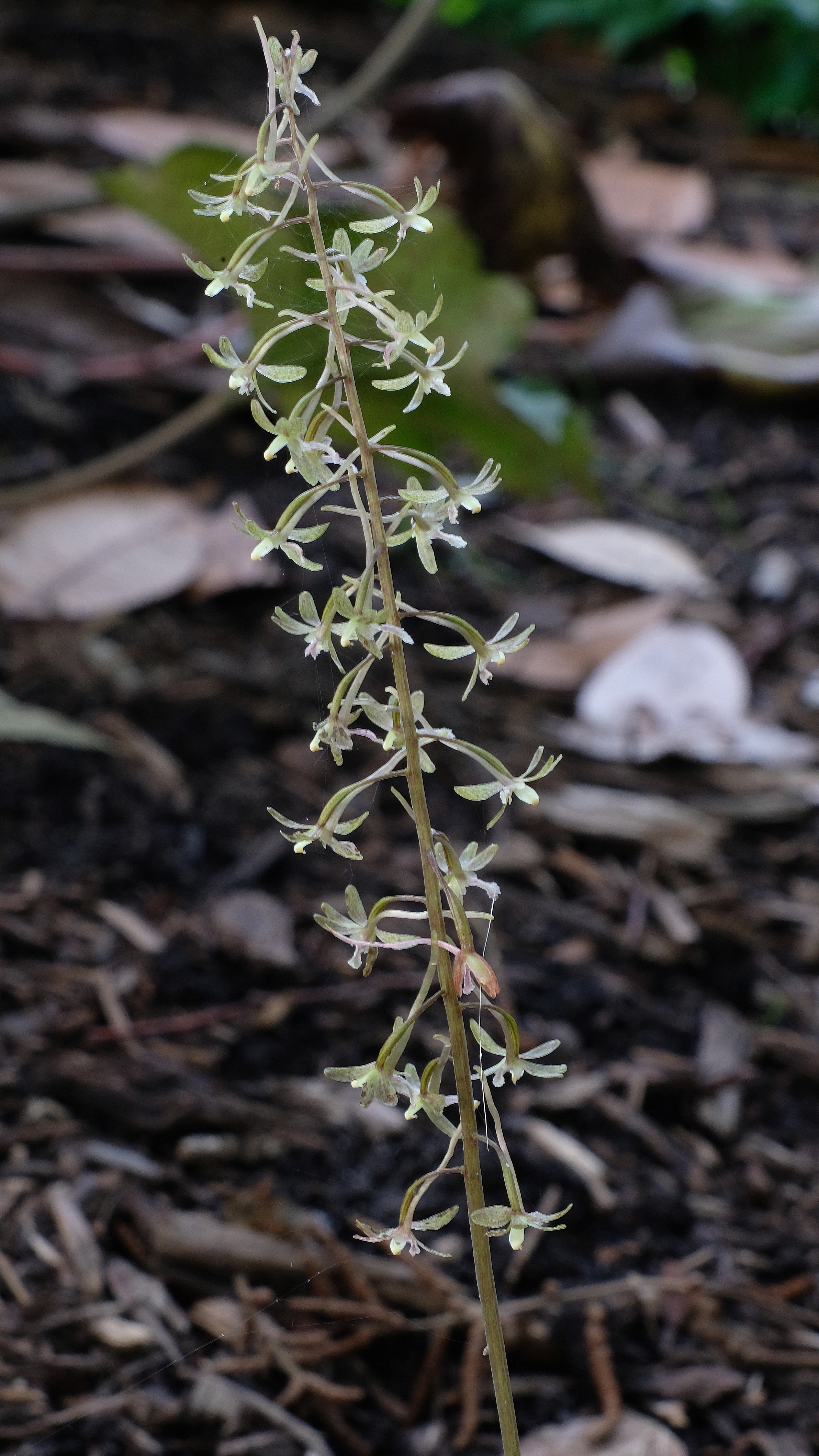 Tipularia discolor SE15-
 002 flowers @ JLBG (Columbia Co. GA genetics)