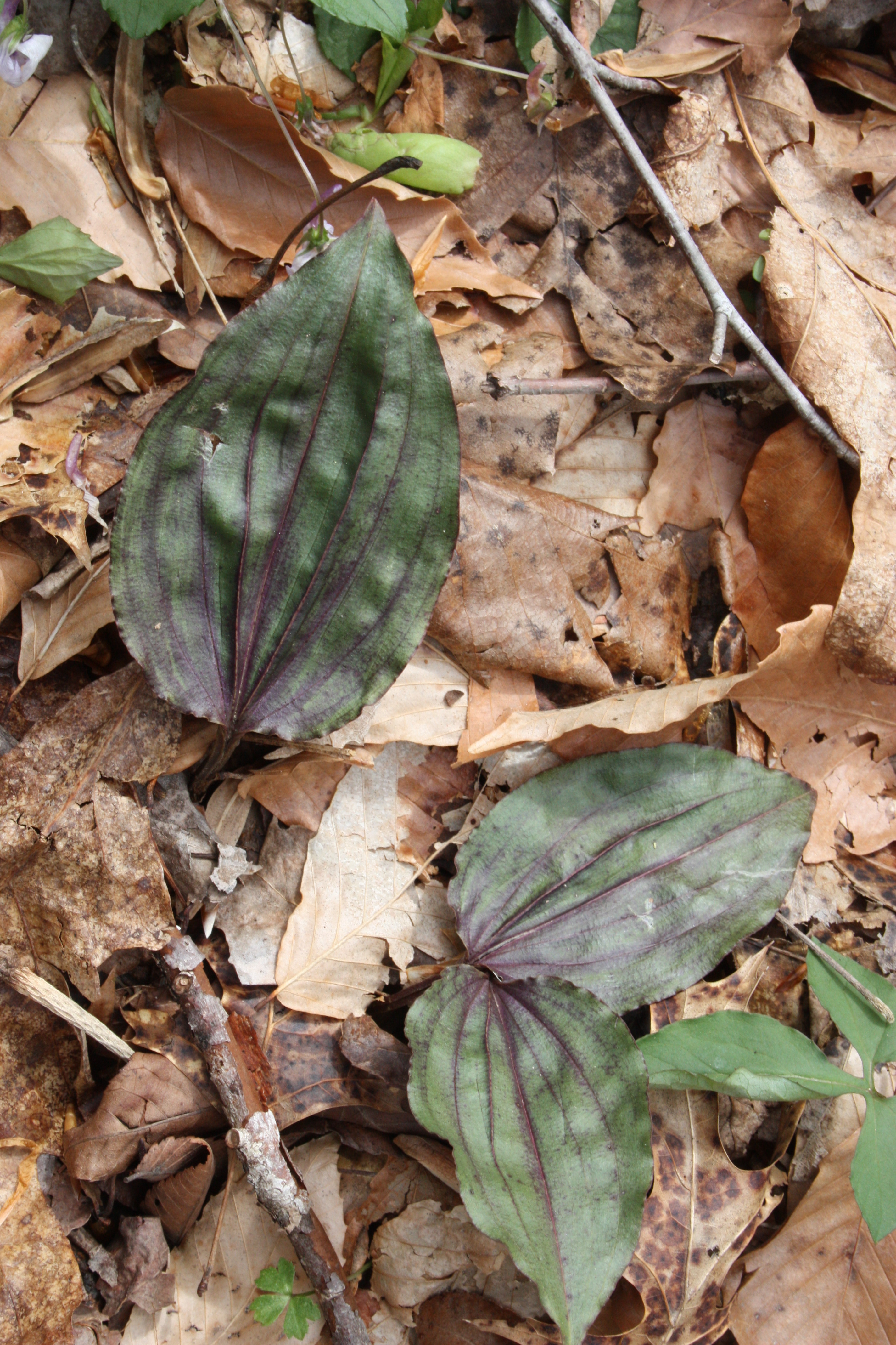 Tipularia discolor @ Beeches Flats AL