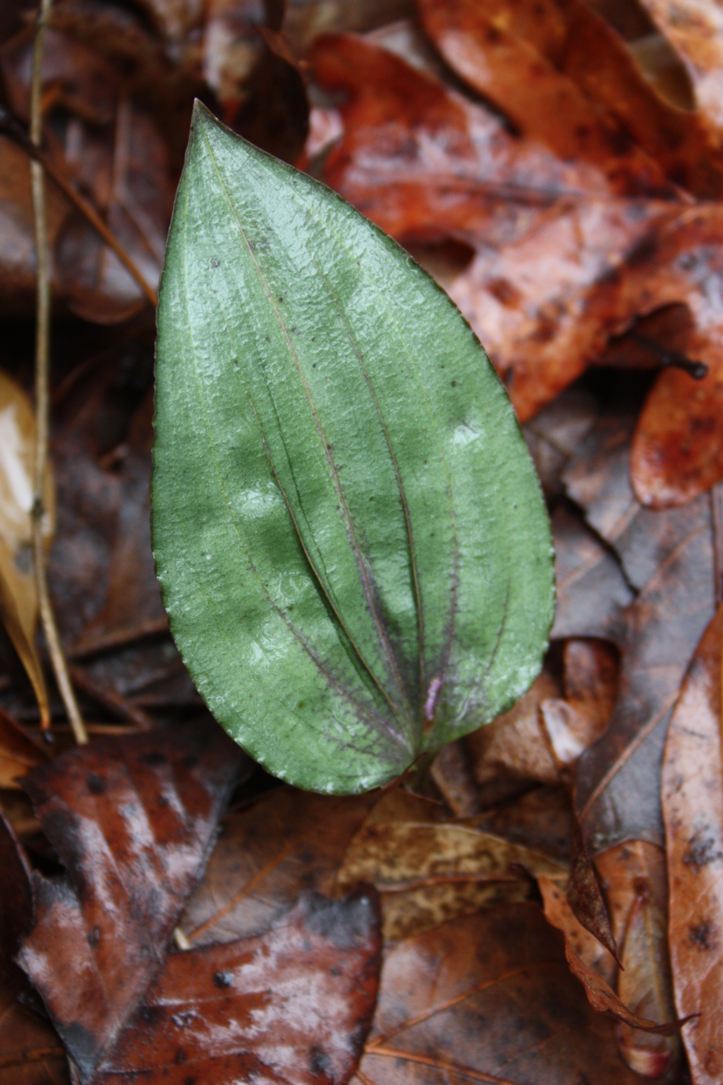 Tipularia discolor silver with red veins in situ Centerville AL 2