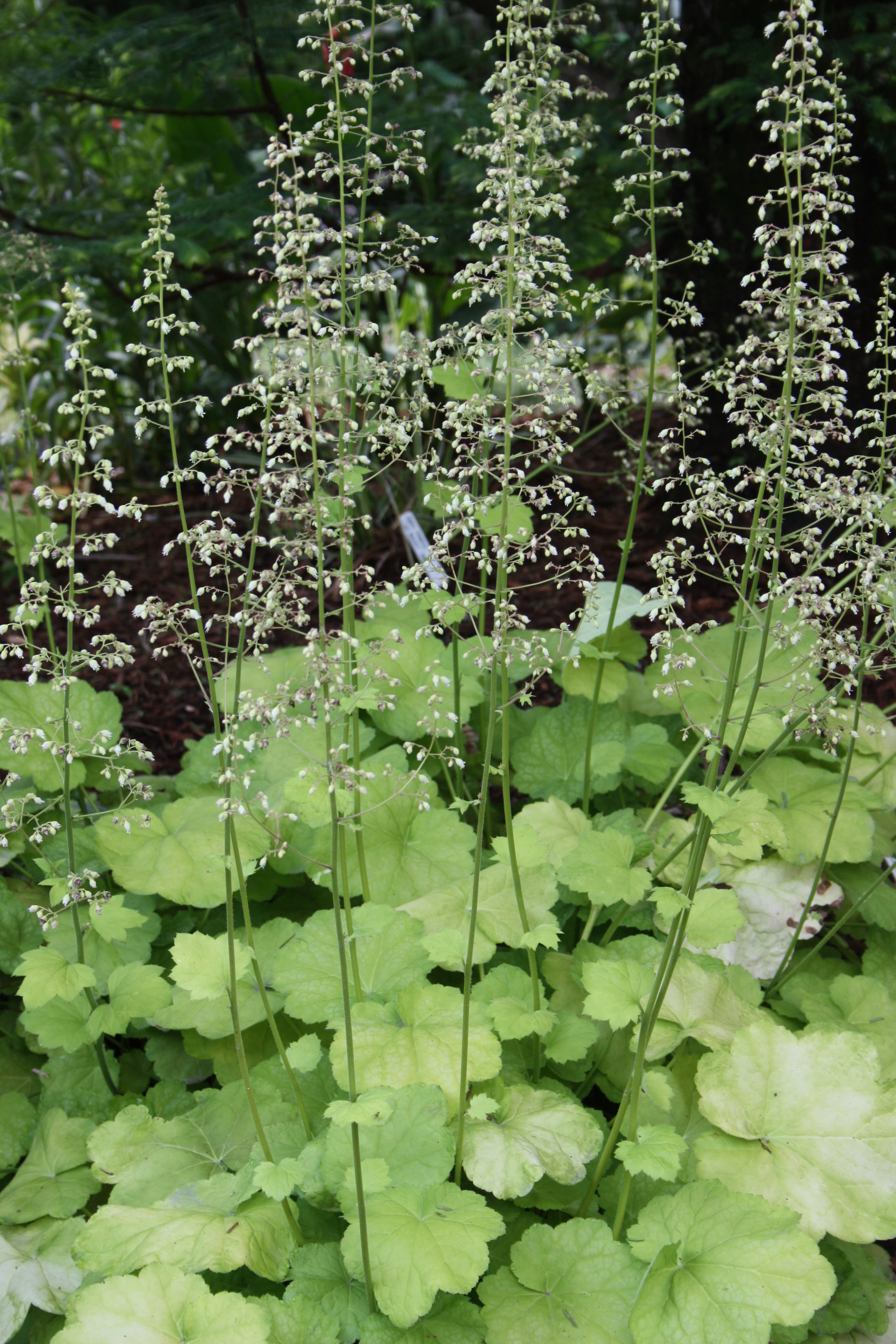 Heuchera 'Tiramisu' PP 20,429 in flower