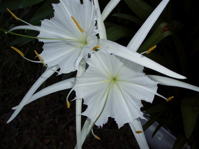 Hymenocallis rotata @ Lambou Garden, FL (Victor Lambou)