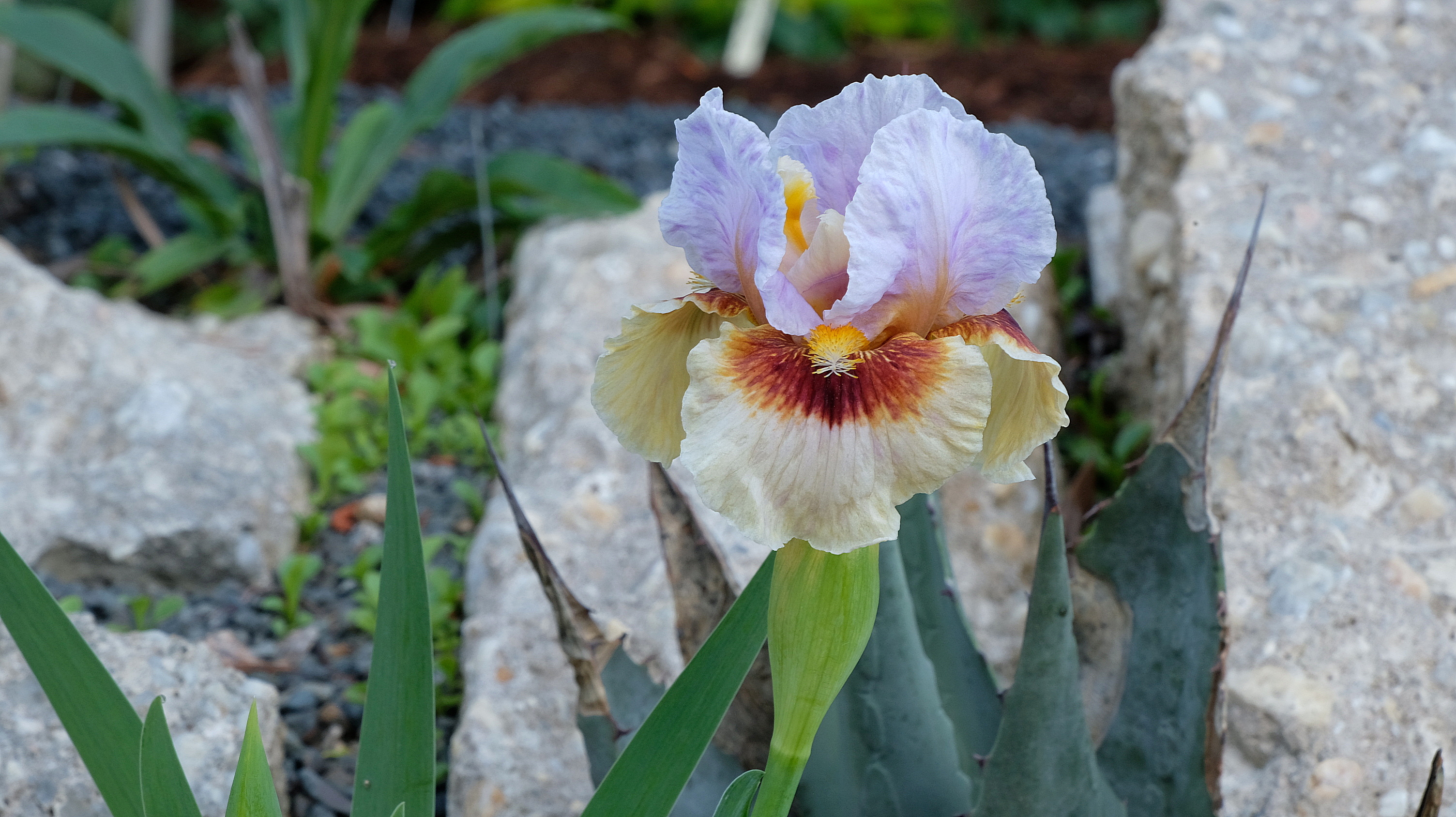 Iris 'Pounce' (AB)-aril bred hybrid Iris @JLBG
