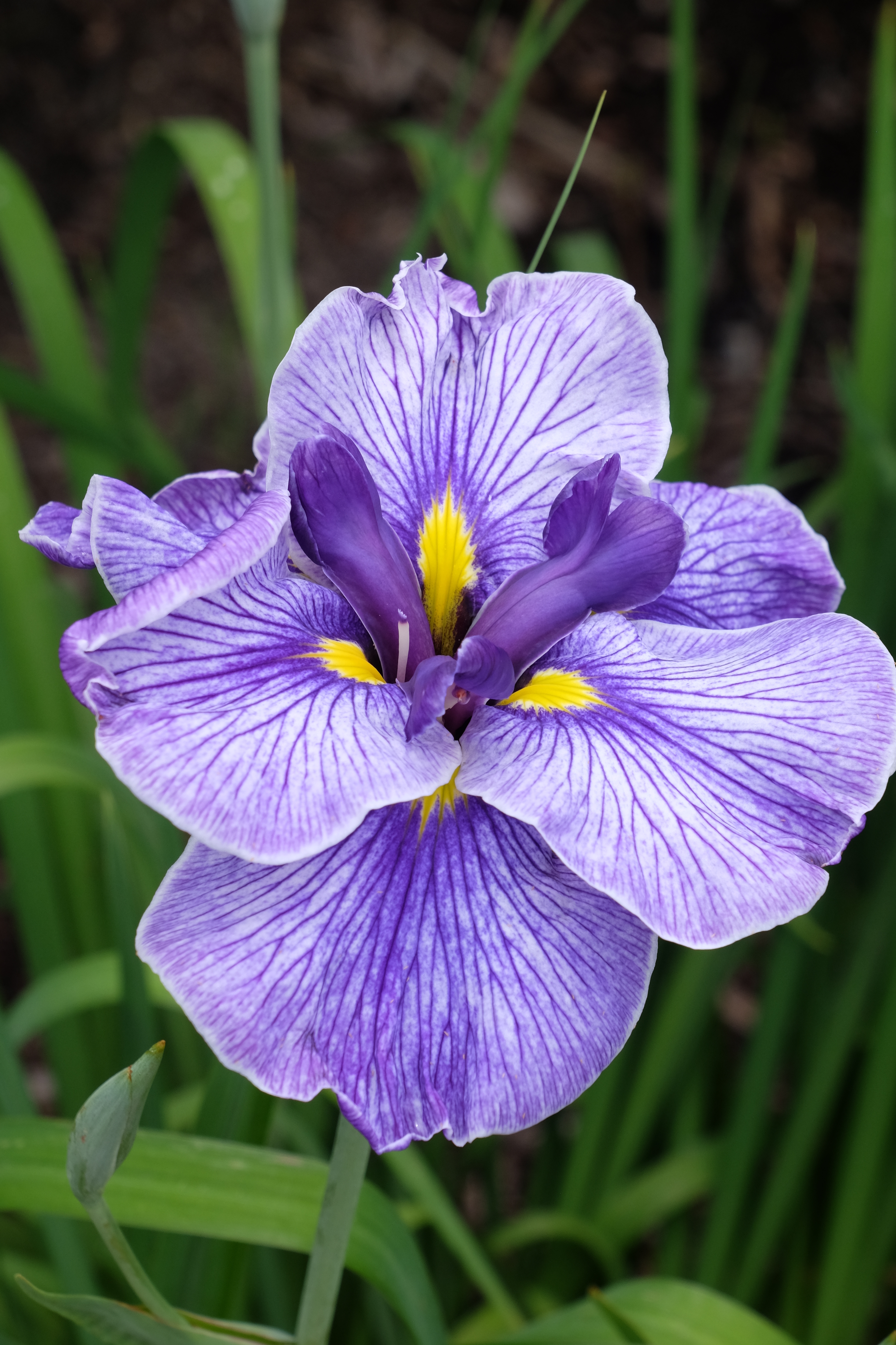 Iris ensata 'Storm at Sea' @JLBG