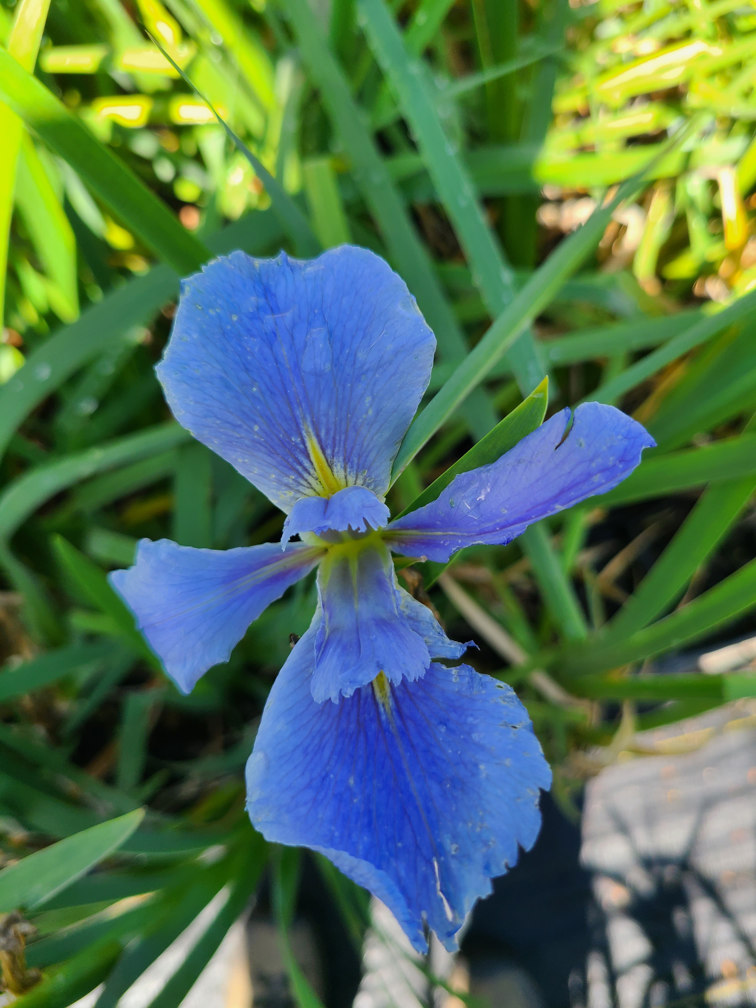 Iris giganticaerulea JLBG-01 (record 62) @JLBG