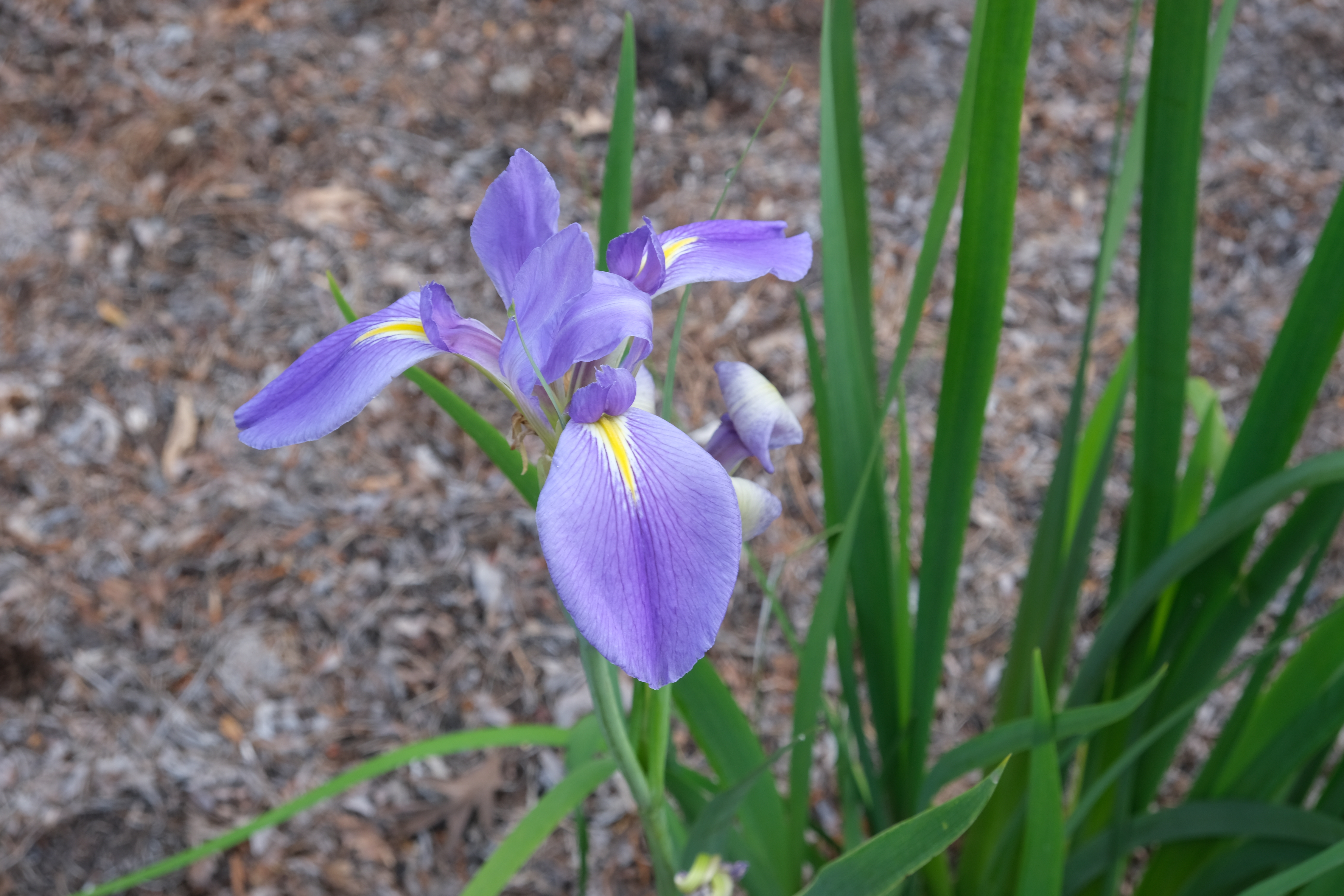 Iris giganticaerulea Blue leaf 97 (record 26) @JLBG