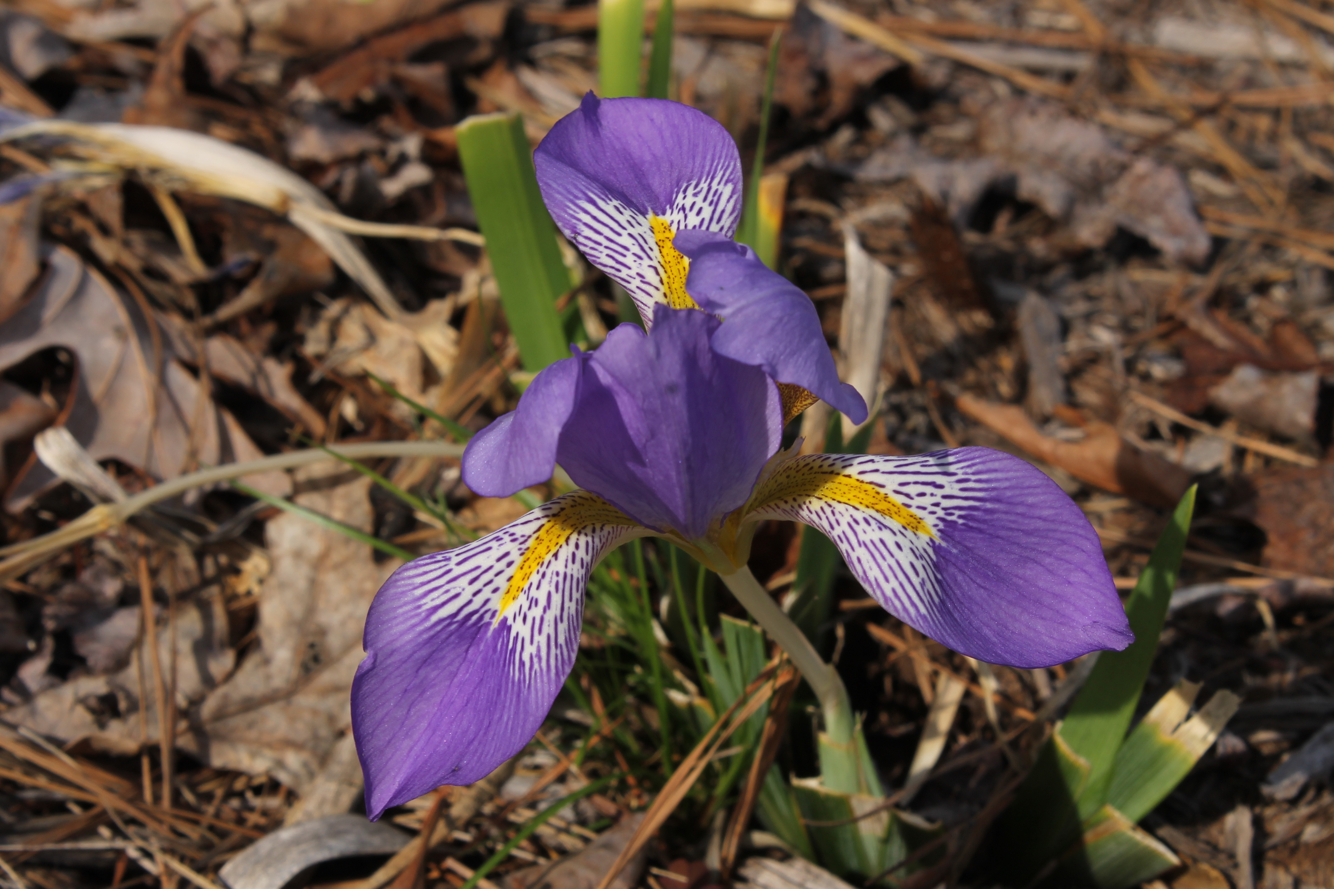 Iris lazica LT 12-01 @JLBG