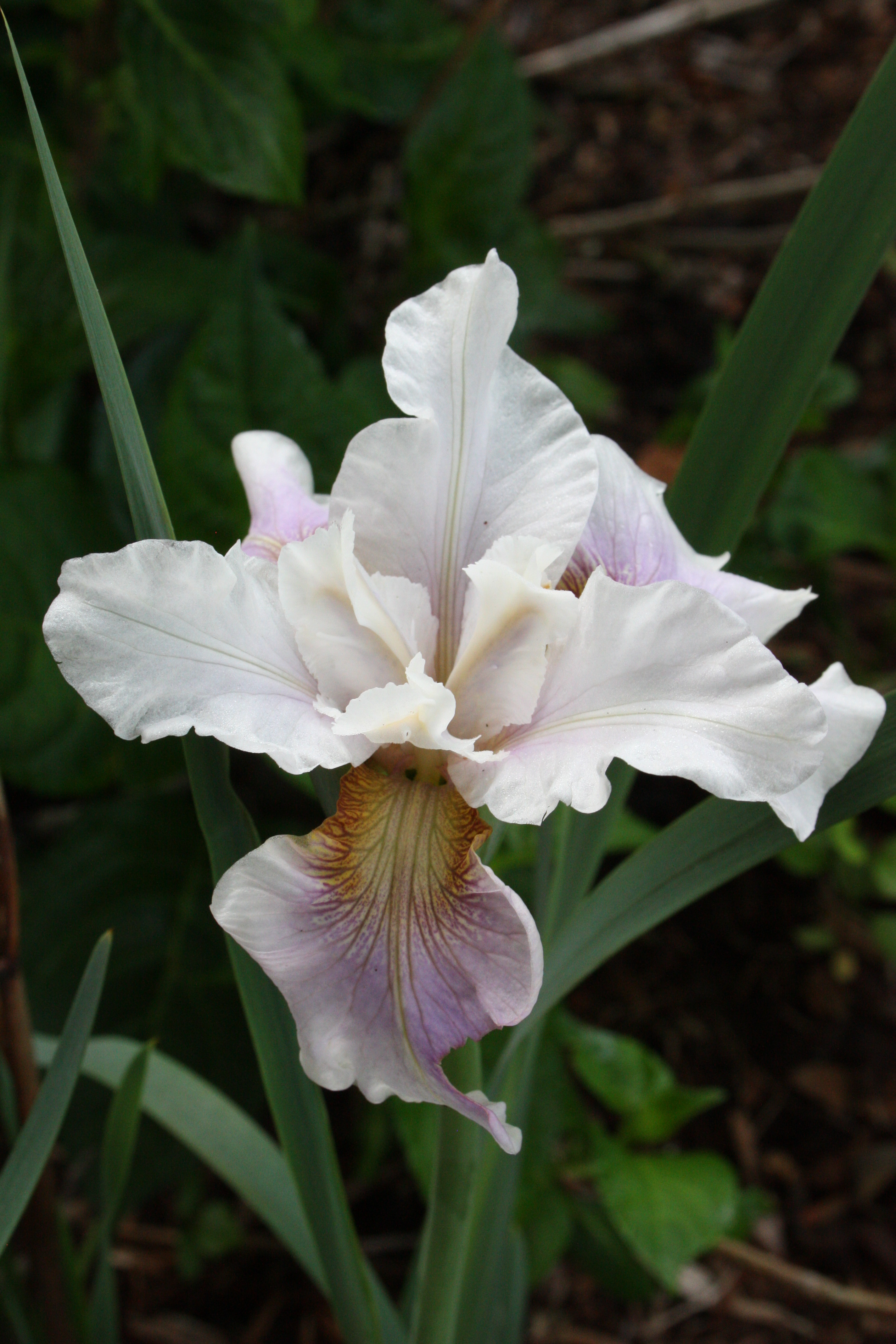 Iris sibirica 'Fond Kiss' @JLBG