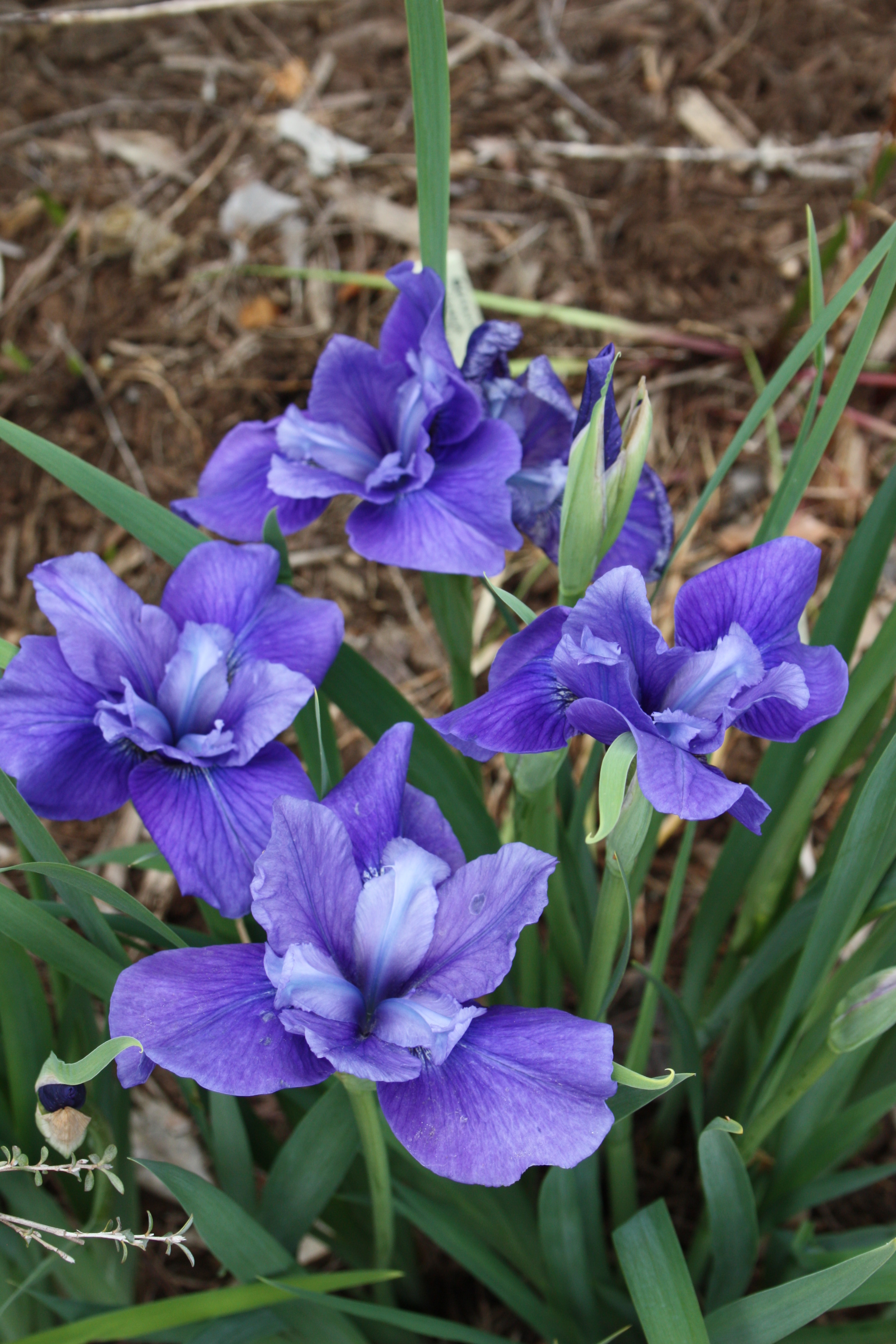 Iris sibirica 'Marilyn Holmes' @JLBG