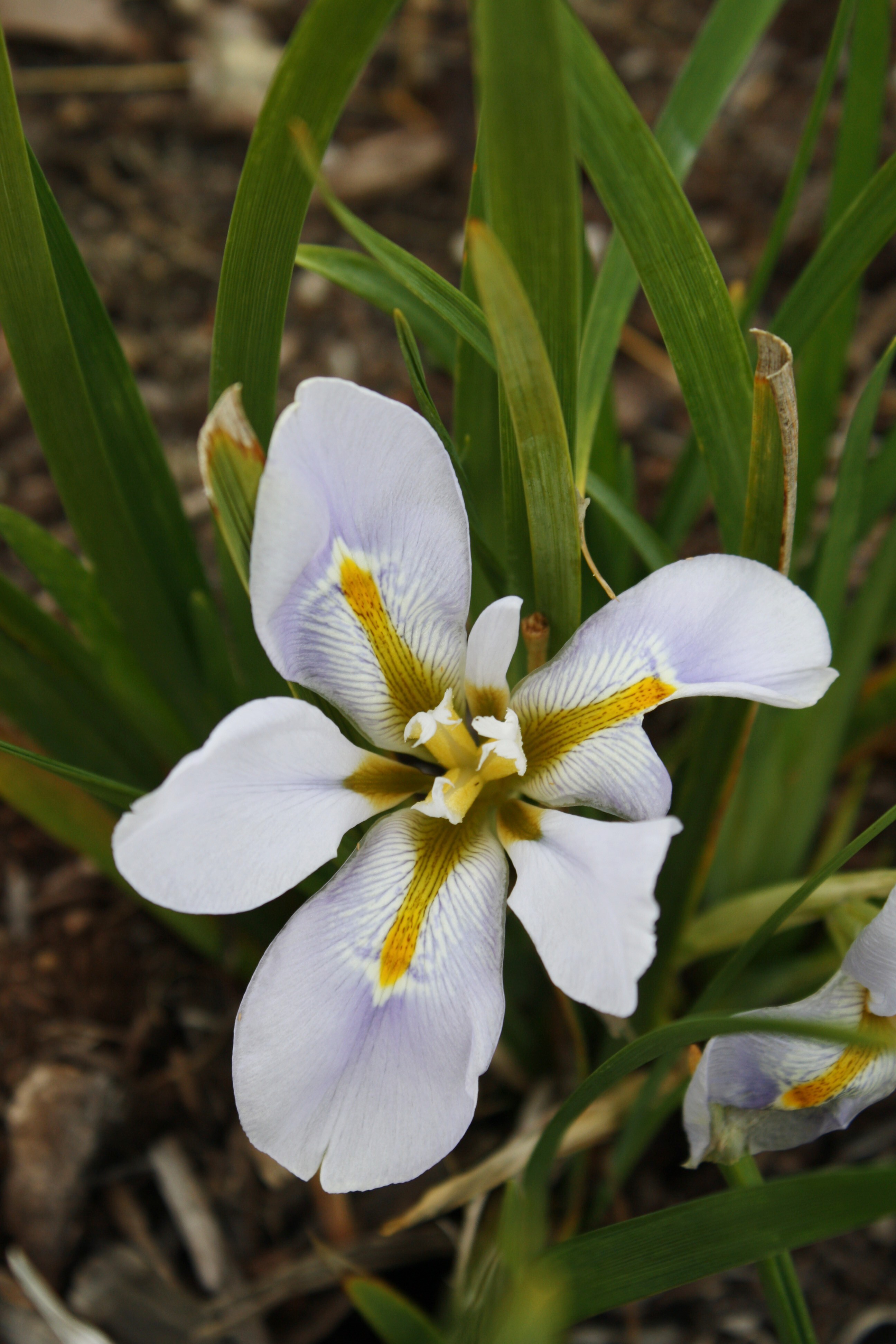 Iris unguicularis 'Walter Butt' @JLBG