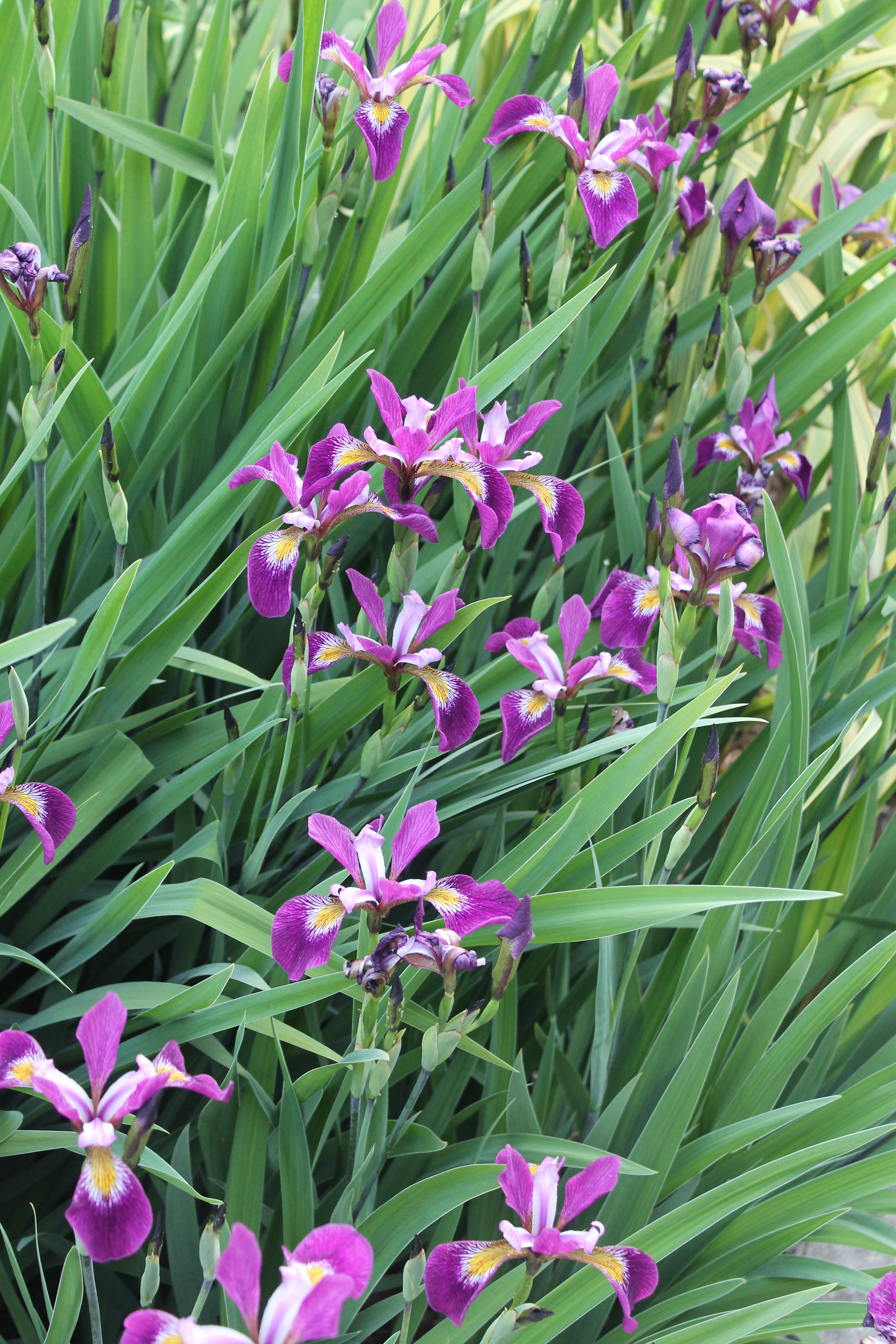 Iris versicolor 'John Wood' clump in flower @JLBG