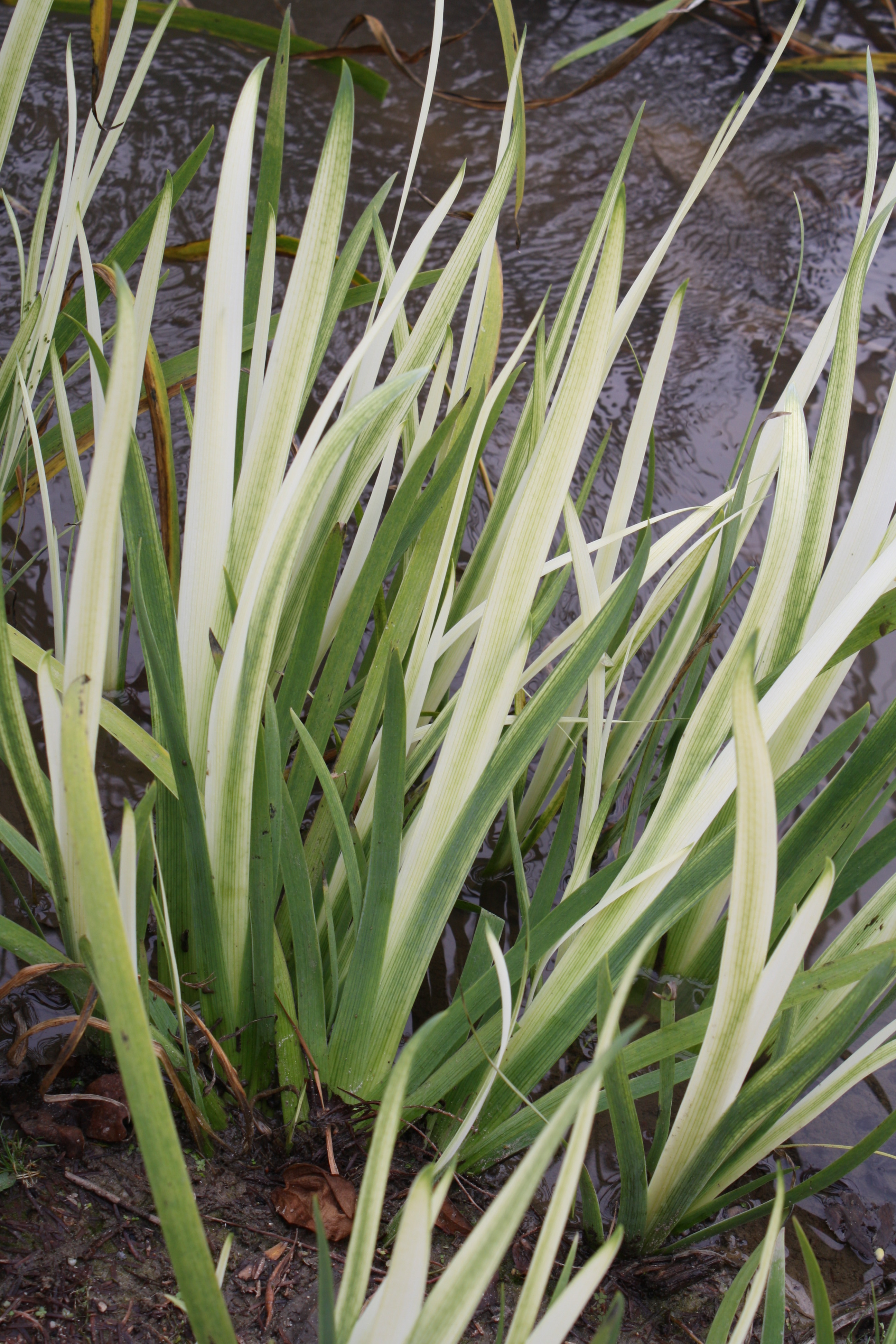 Iris virginica 'Brunswick Ghost' @JLBG