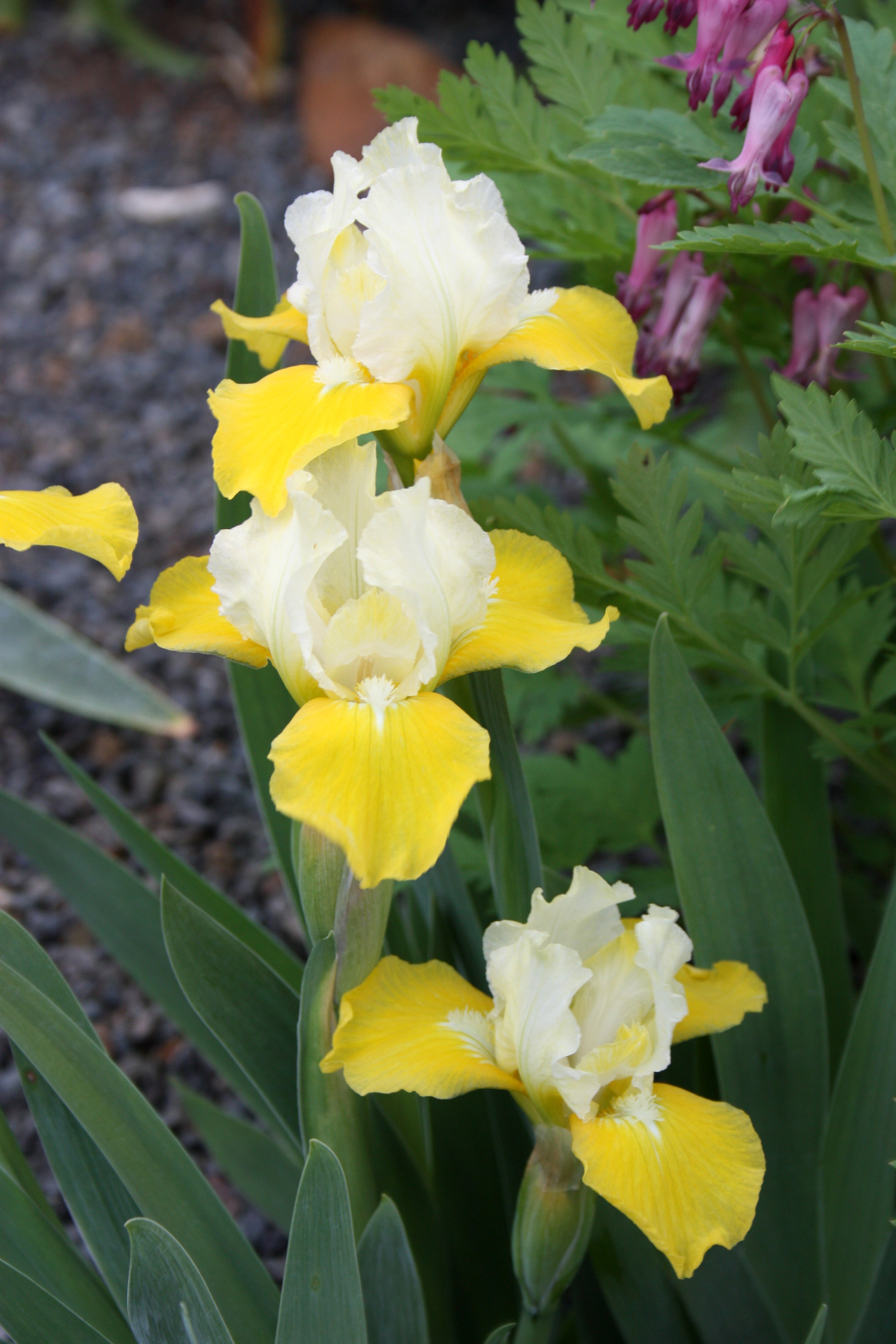 Iris x germanica 'Vavoom' (StDB) @JLBG