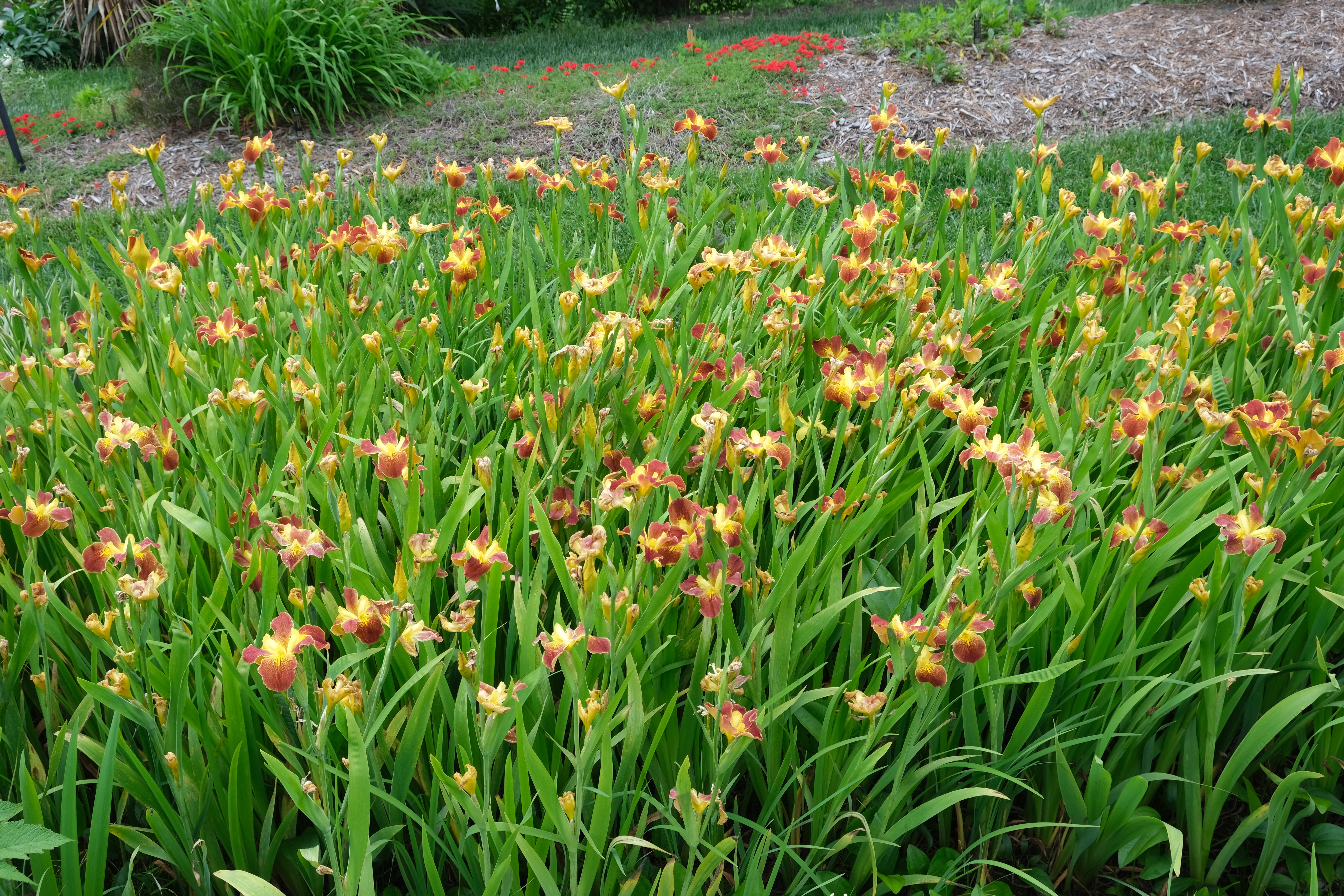 Iris x louisiana 'Cajun Sunrise' flowering mass @JLBG