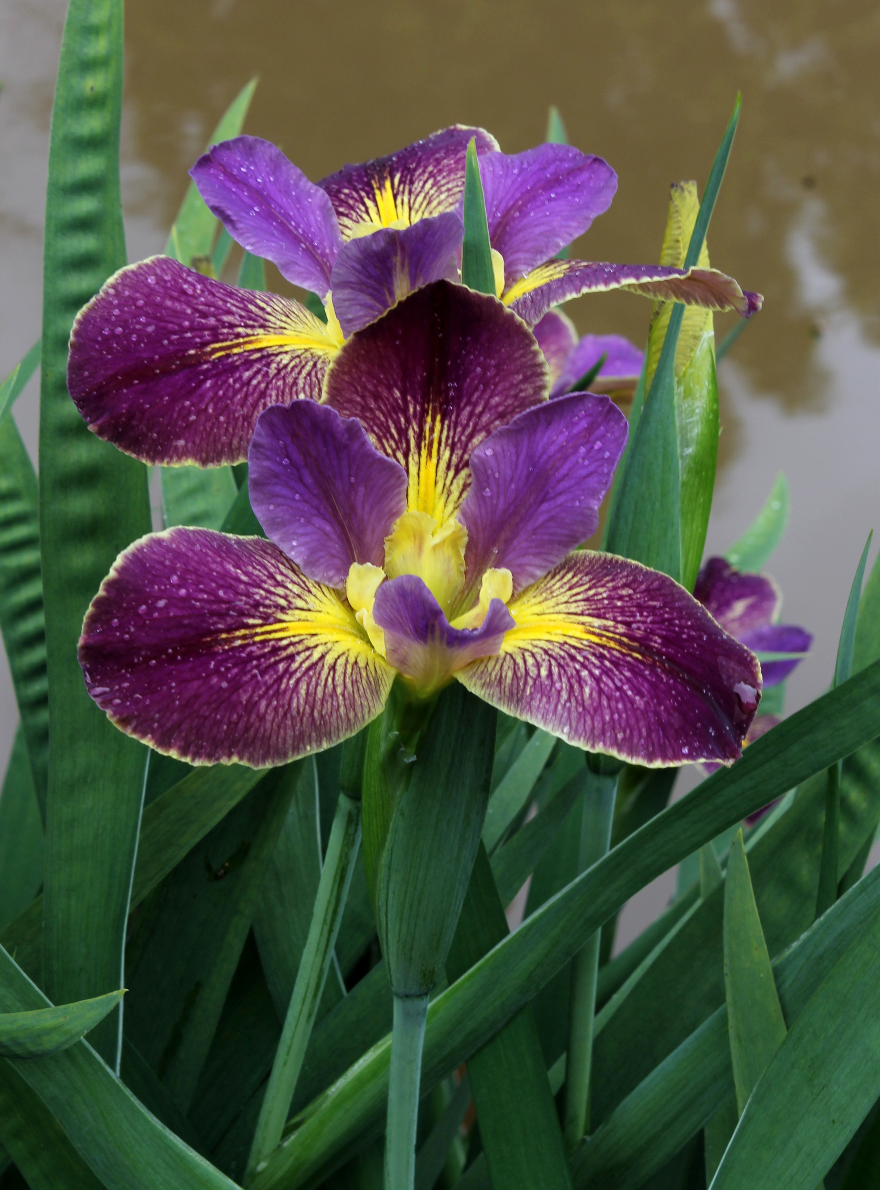 Iris x louisiana 'Kentucky Thoroughbred' @JLBG