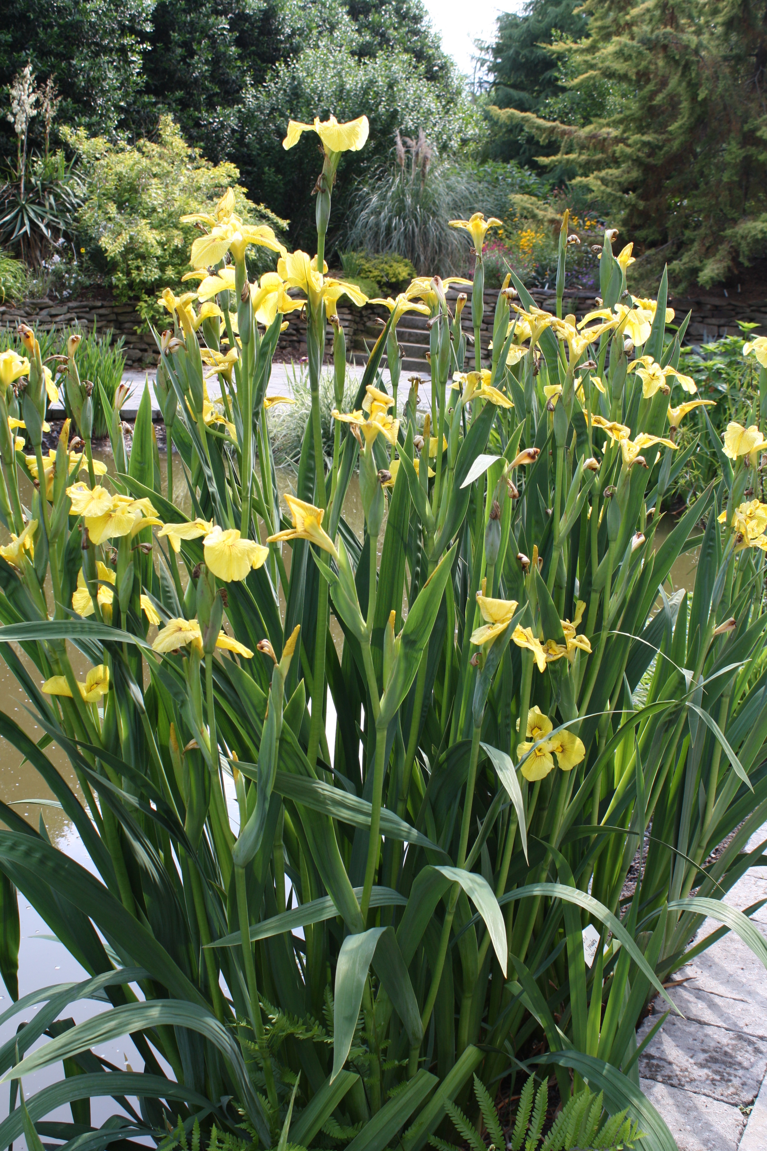 Iris x pseudata 'Chance Beauty' clump in flower @JLBG