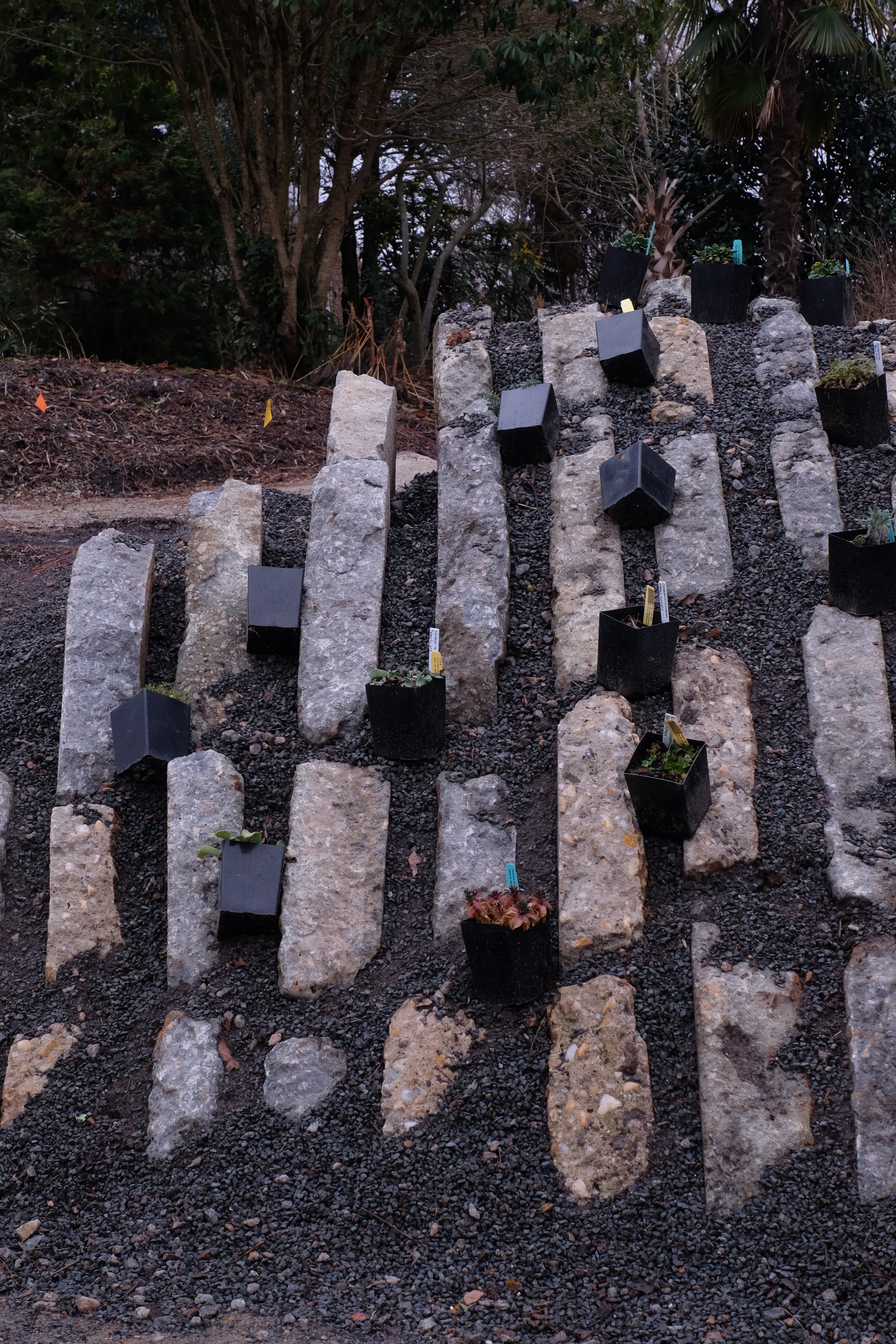 2017 9249 Crevice garden first plantings