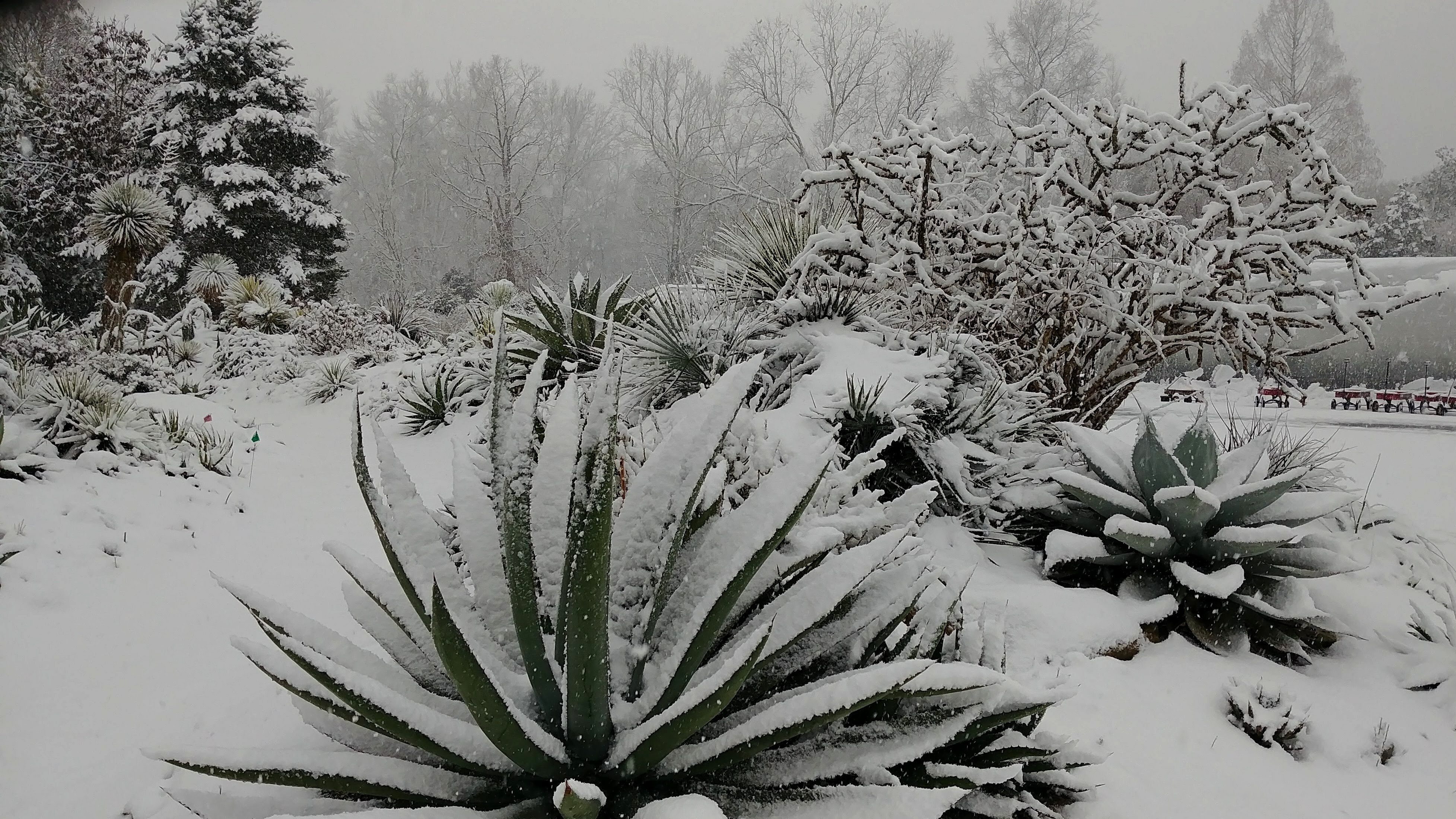2018 9249 alpine berm in snow closeup
