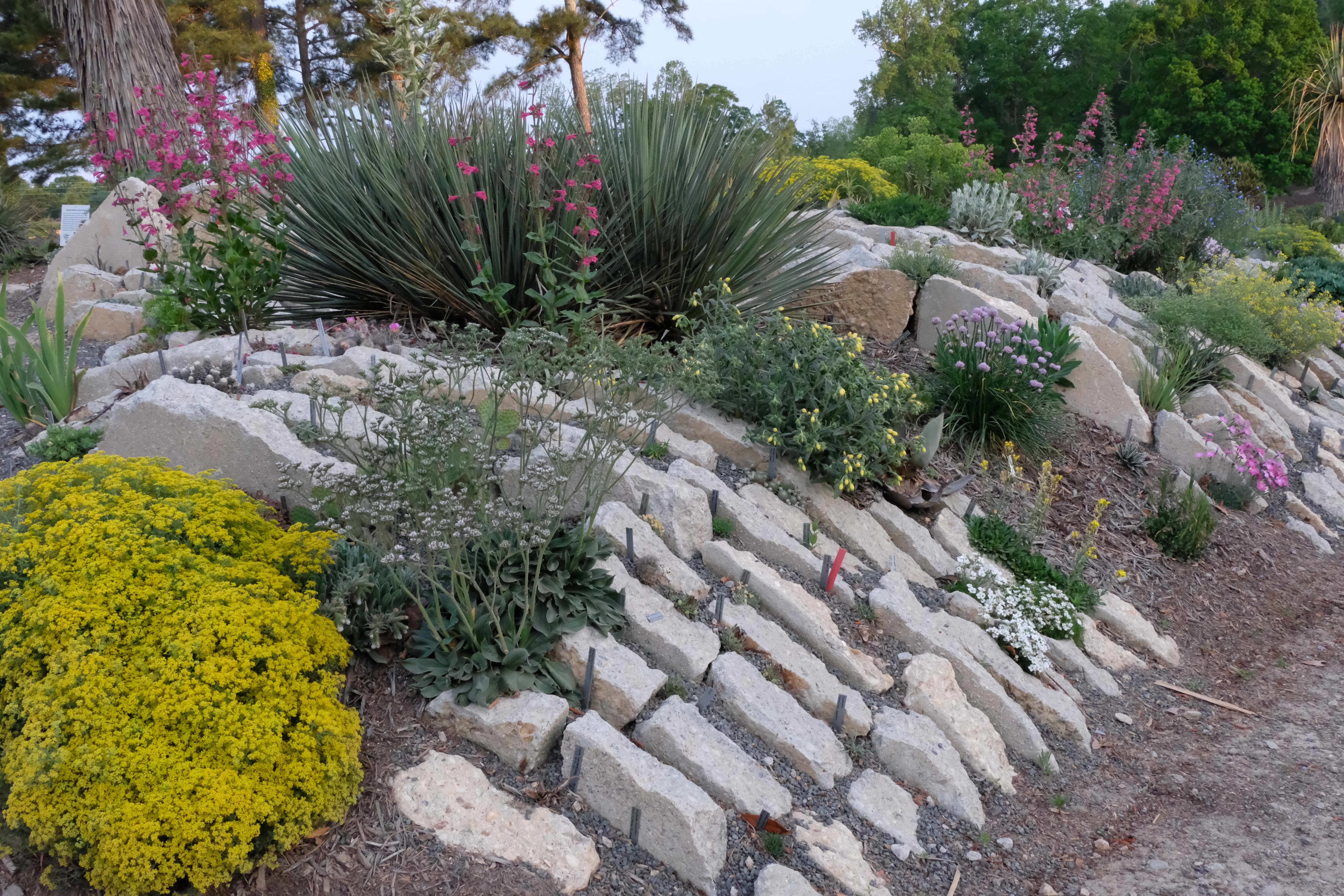 2018 Crevice Garden triangle in flower south to north