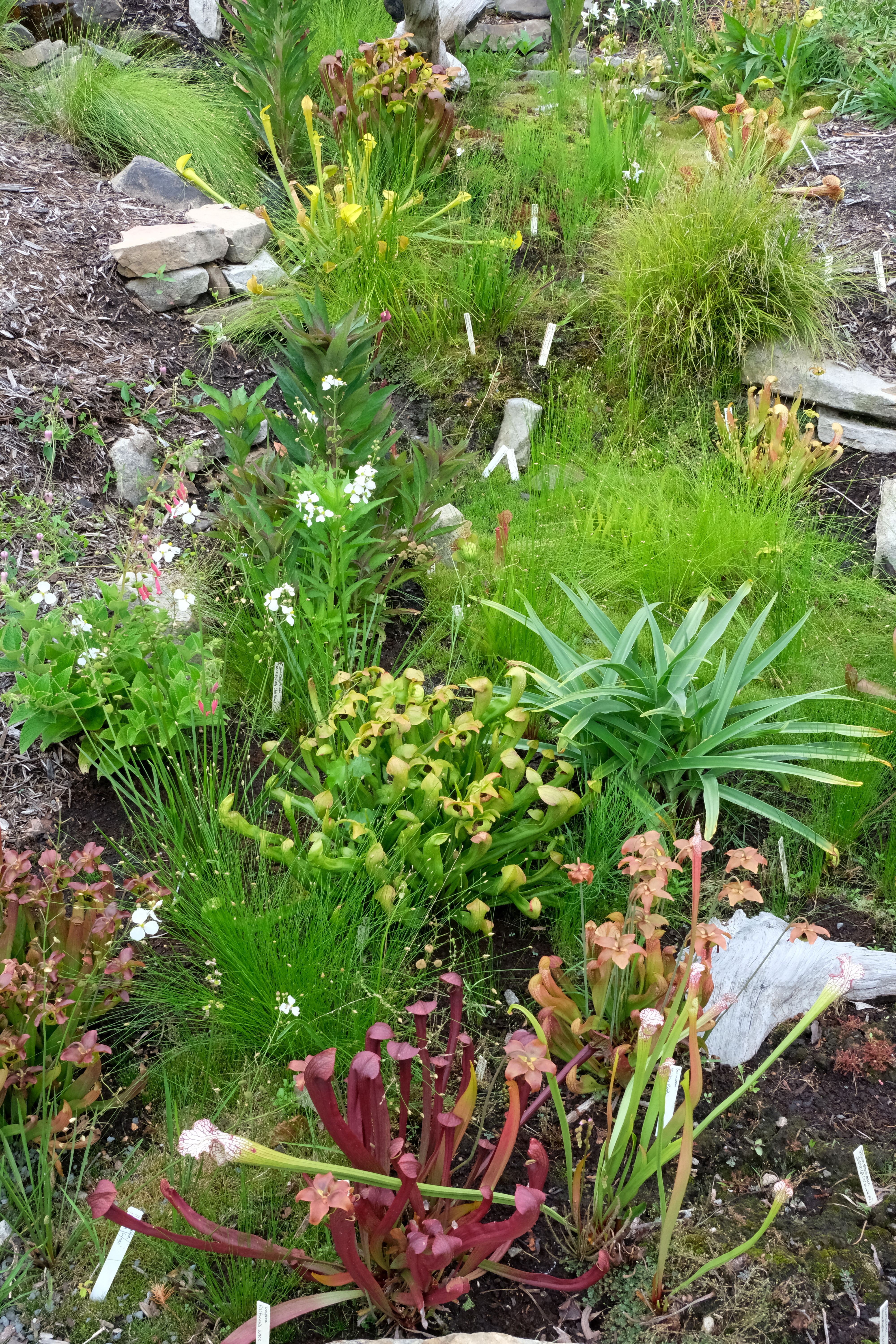 2018 Ghse 10 bog garden