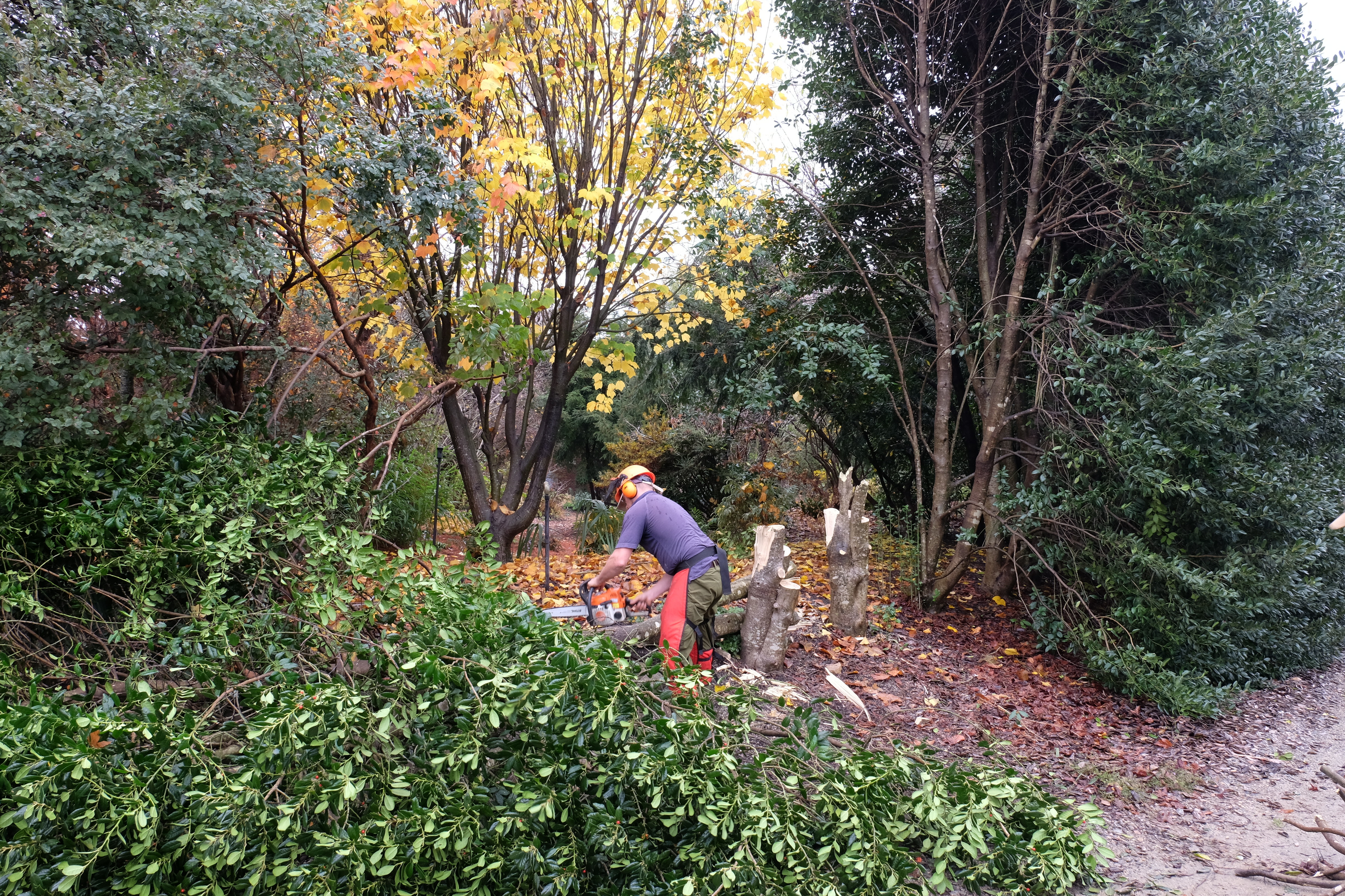 2016 - Crevice garden grading prep - Jeremy Schmidt removing 300' long holly hedge