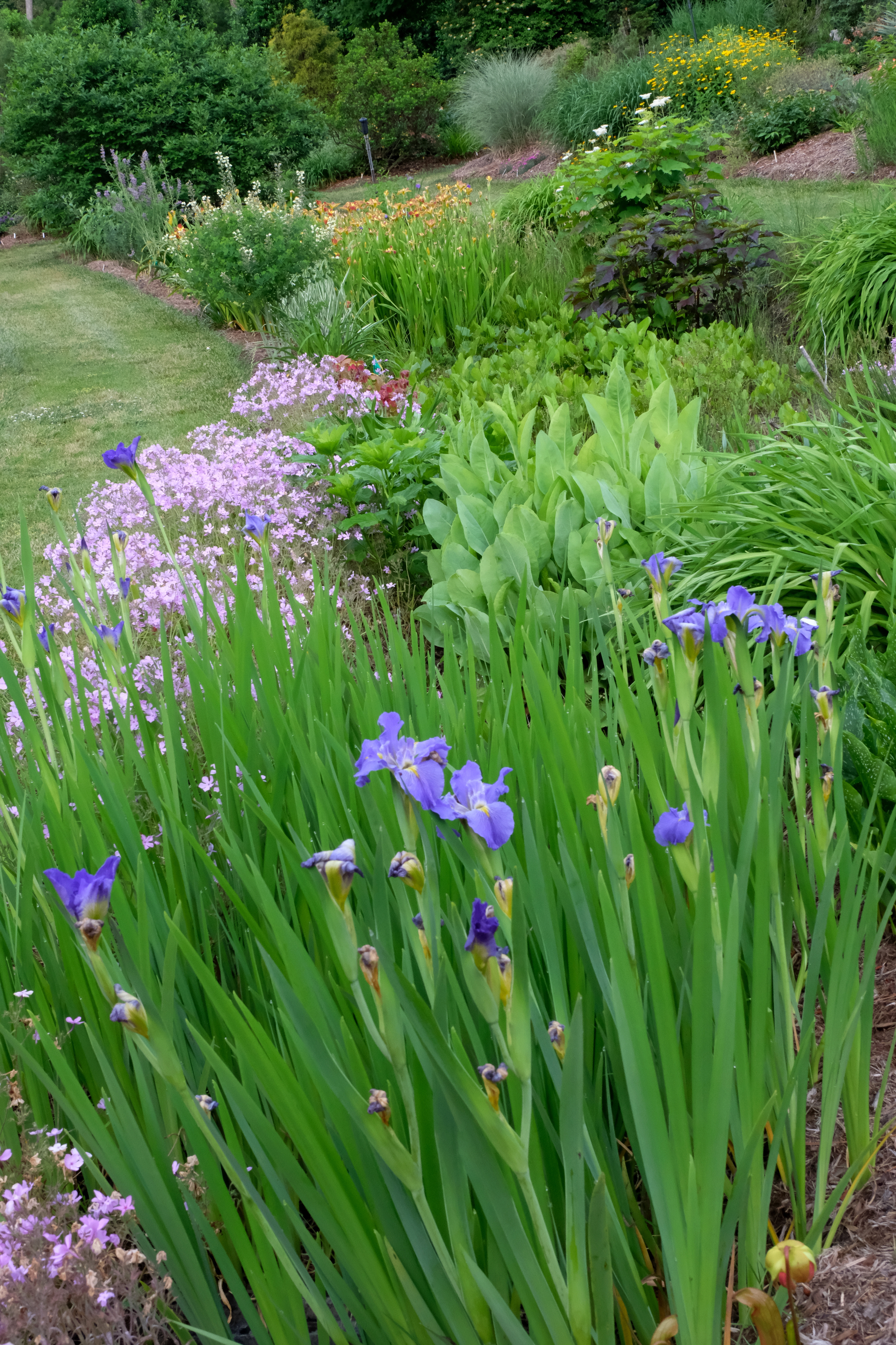 2018 Souto rain garden planting with iris, rudbeckia, hemerocalis