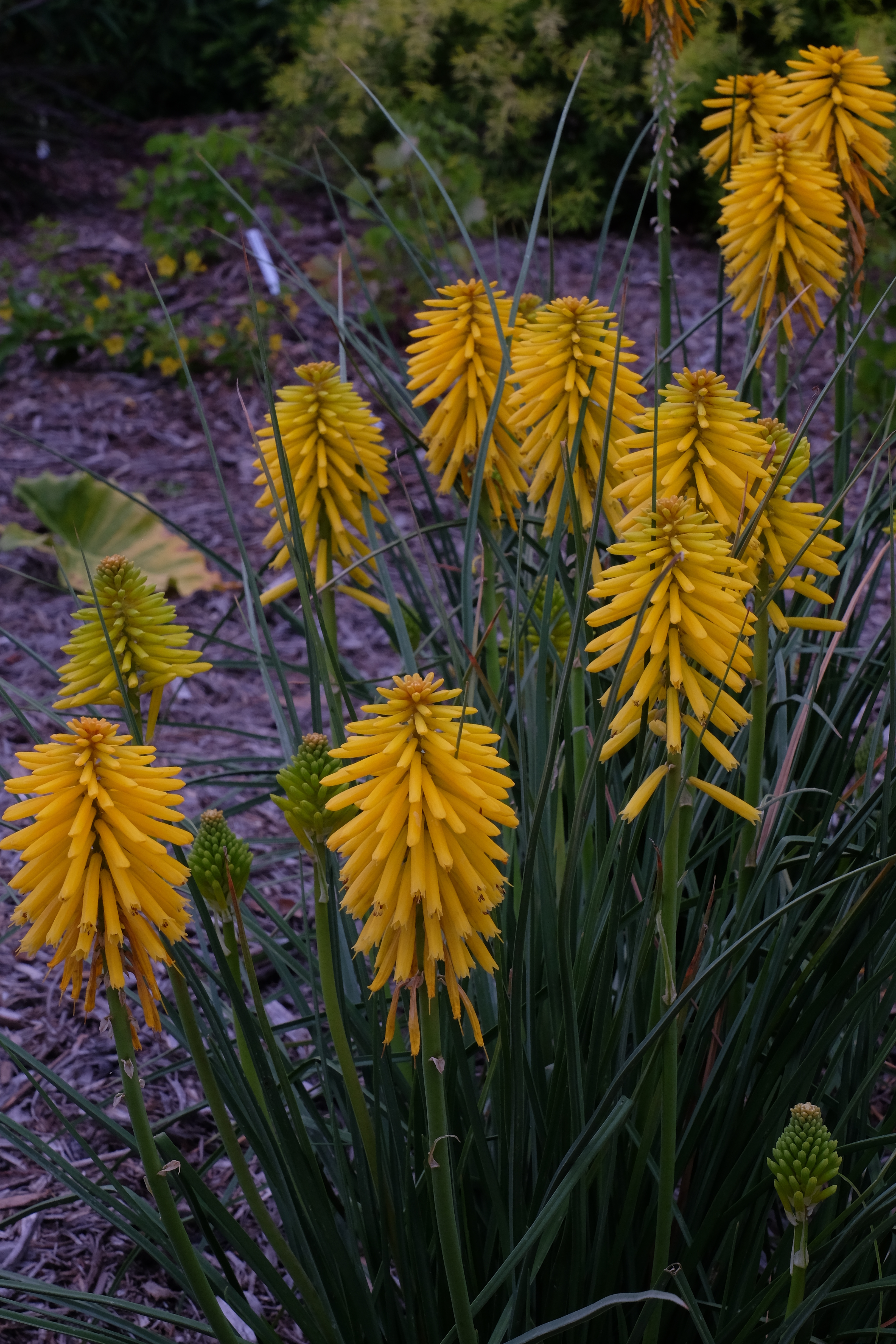 Kniphofia 'Banana Popsicle' PP 27,617