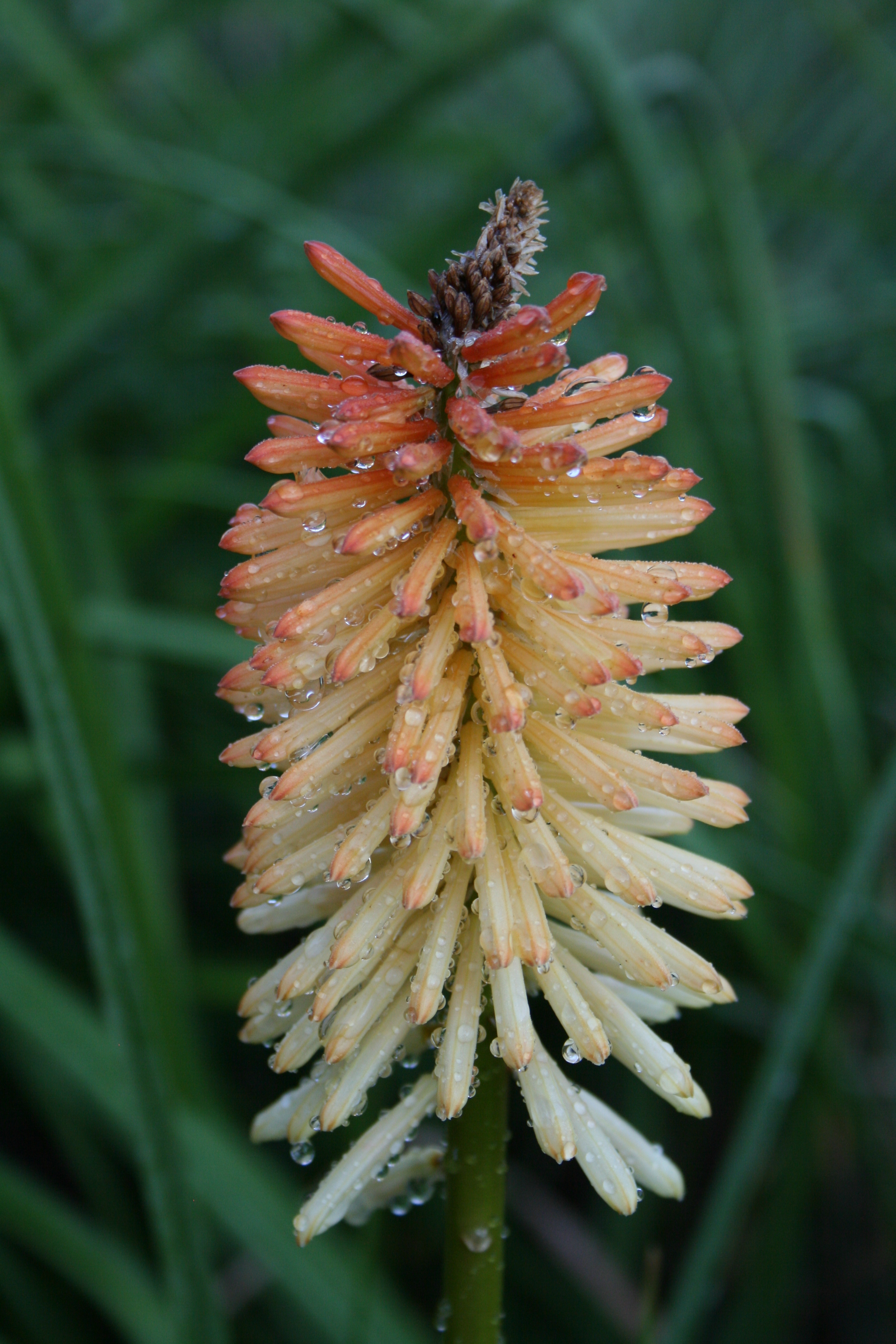 Kniphofia 'Barton Fever' flower
