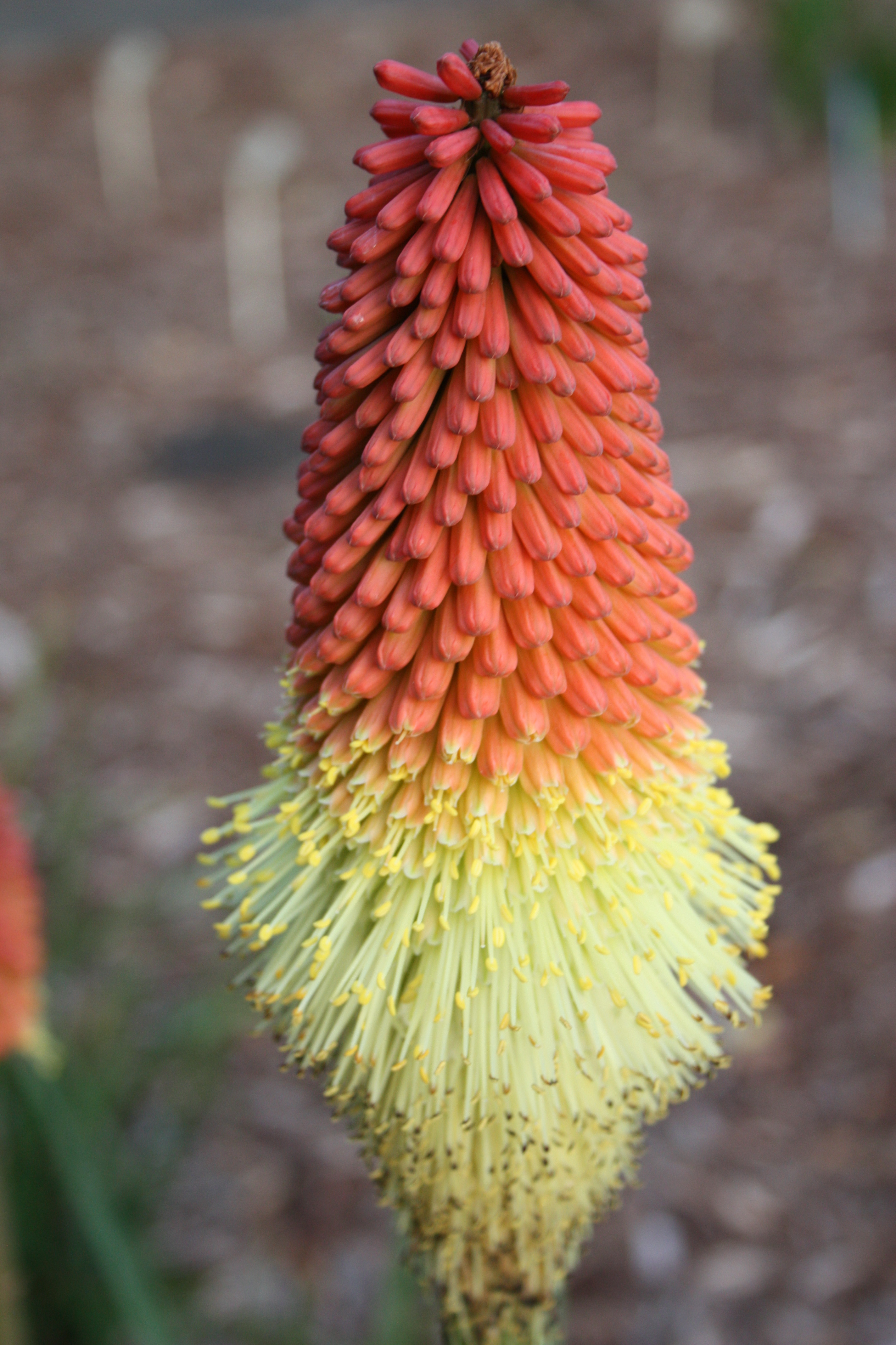 Kniphofia sp. early flower