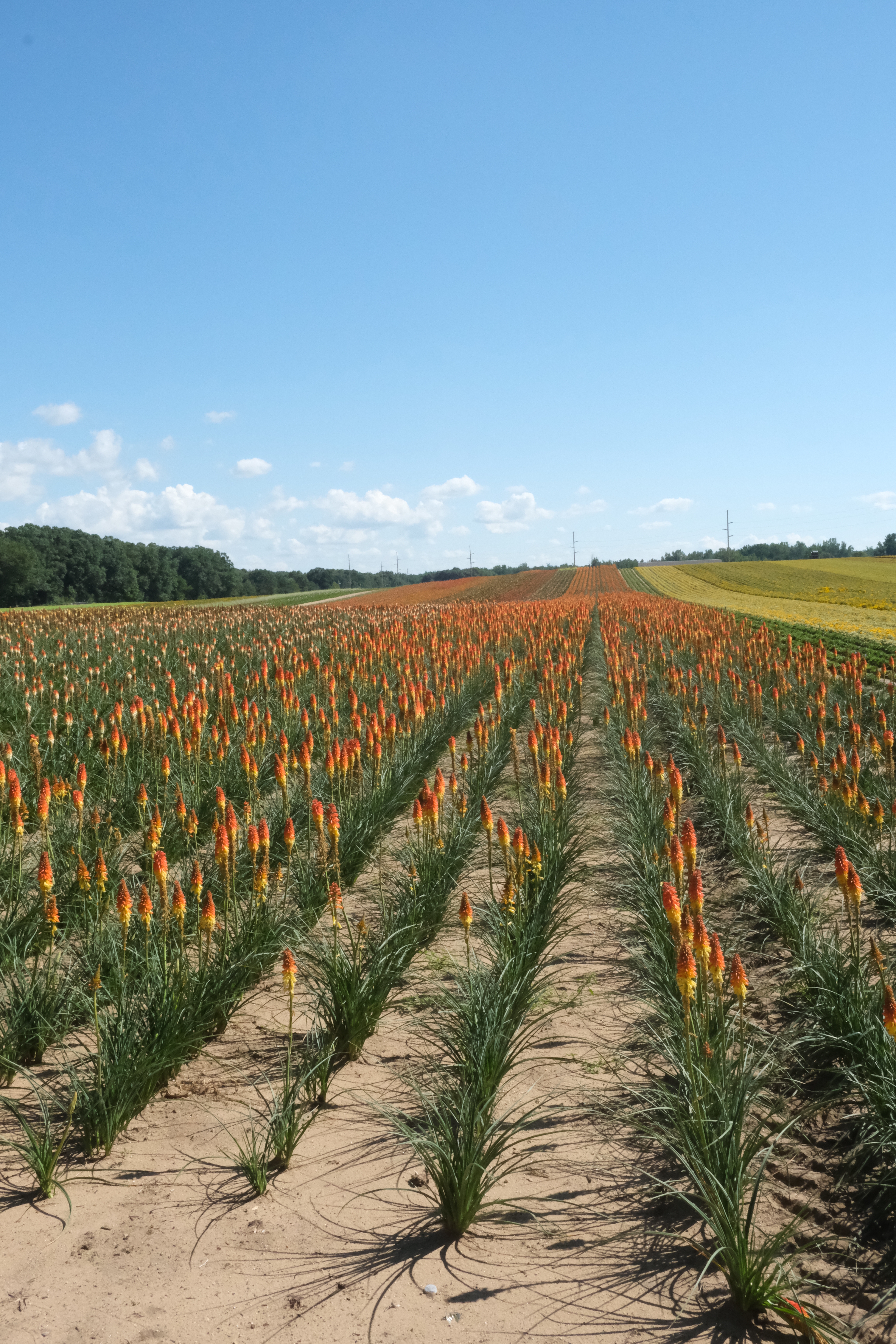 Kniphofia 'Jackpot' PP 31,283 in production fields at Walters