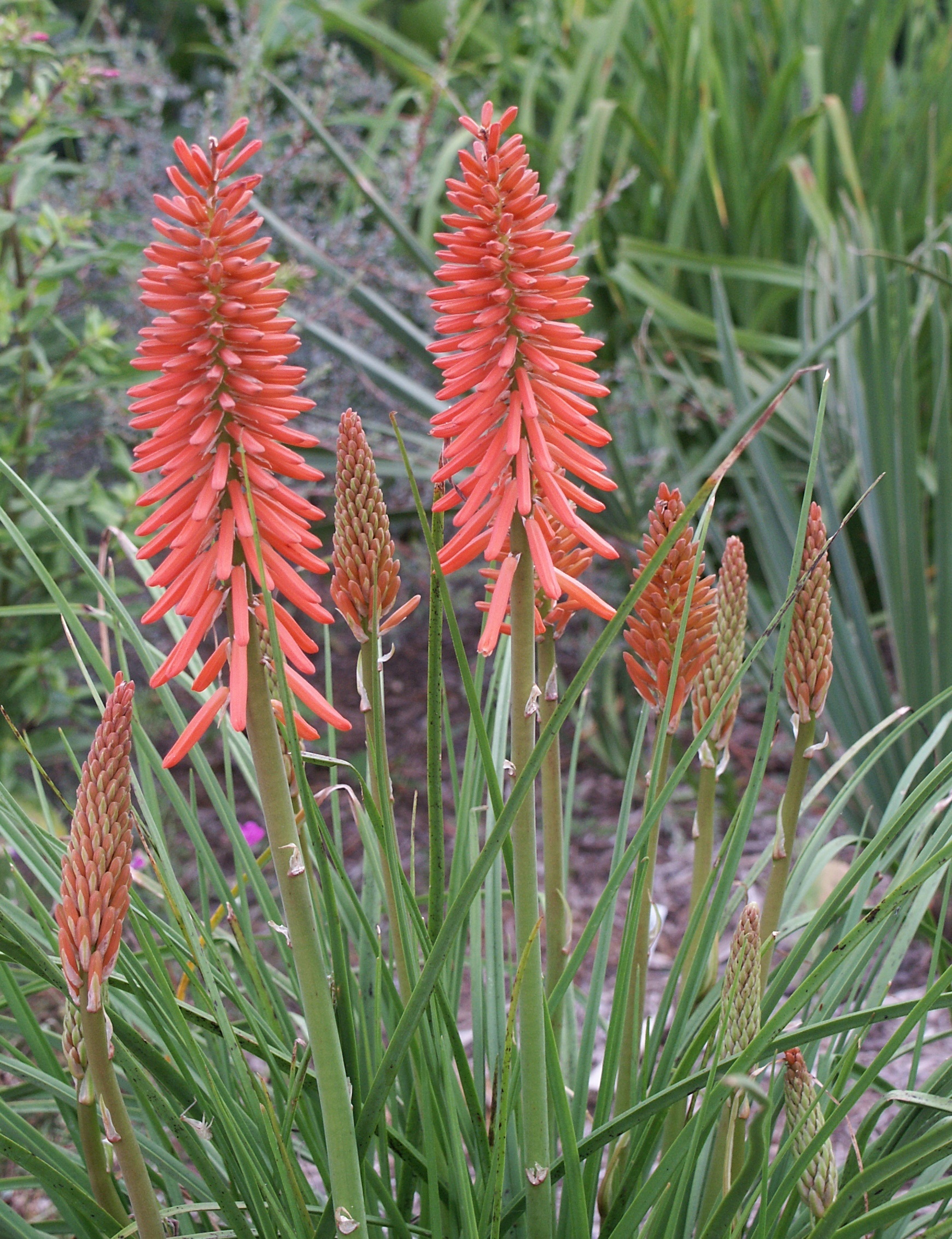 Kniphofia 'Nancy's Red'