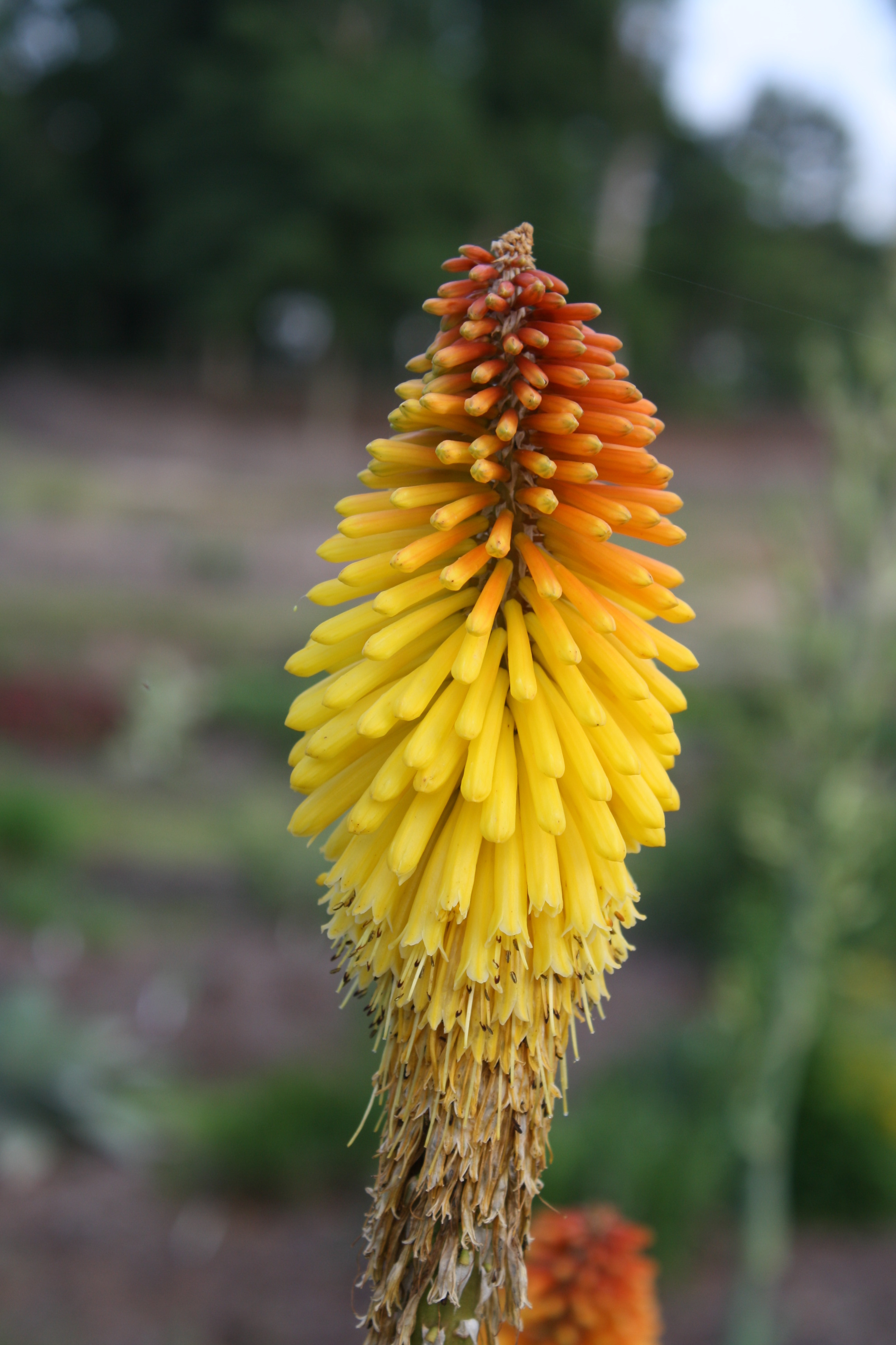 Kniphofia 'Royal Standard' flower
