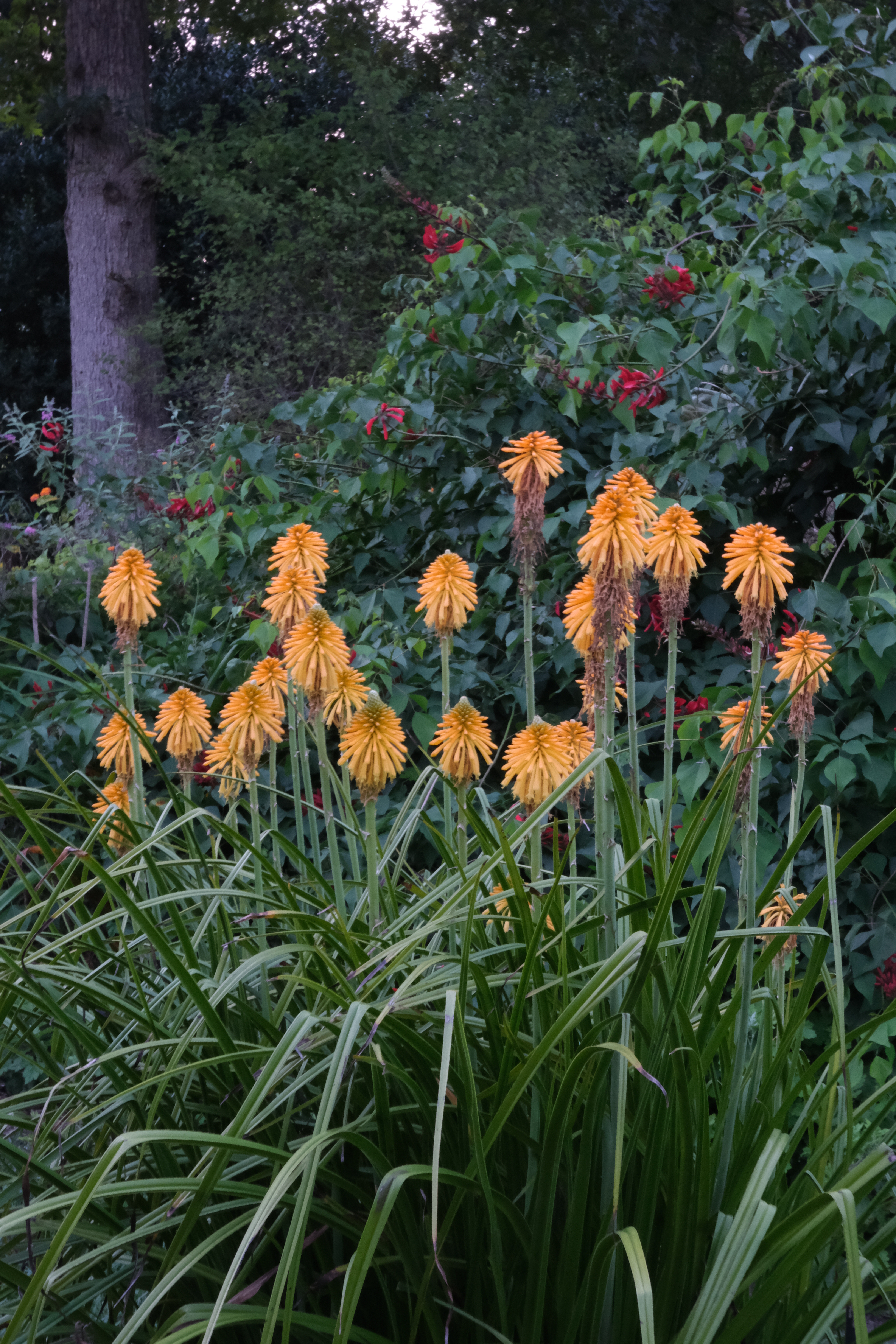 Kniphofia 'Shining Sceptre' 