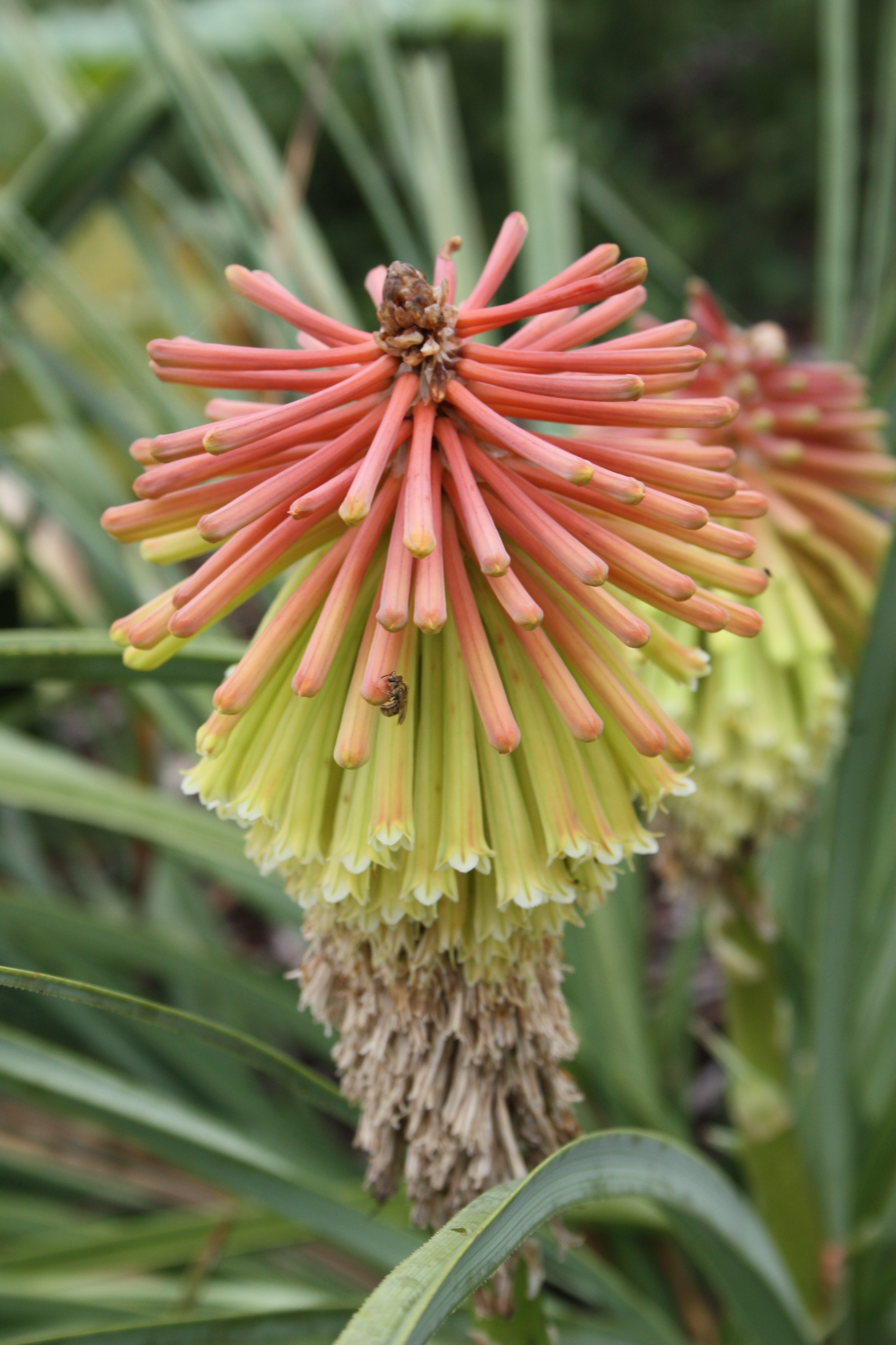 Kniphofia baurii
