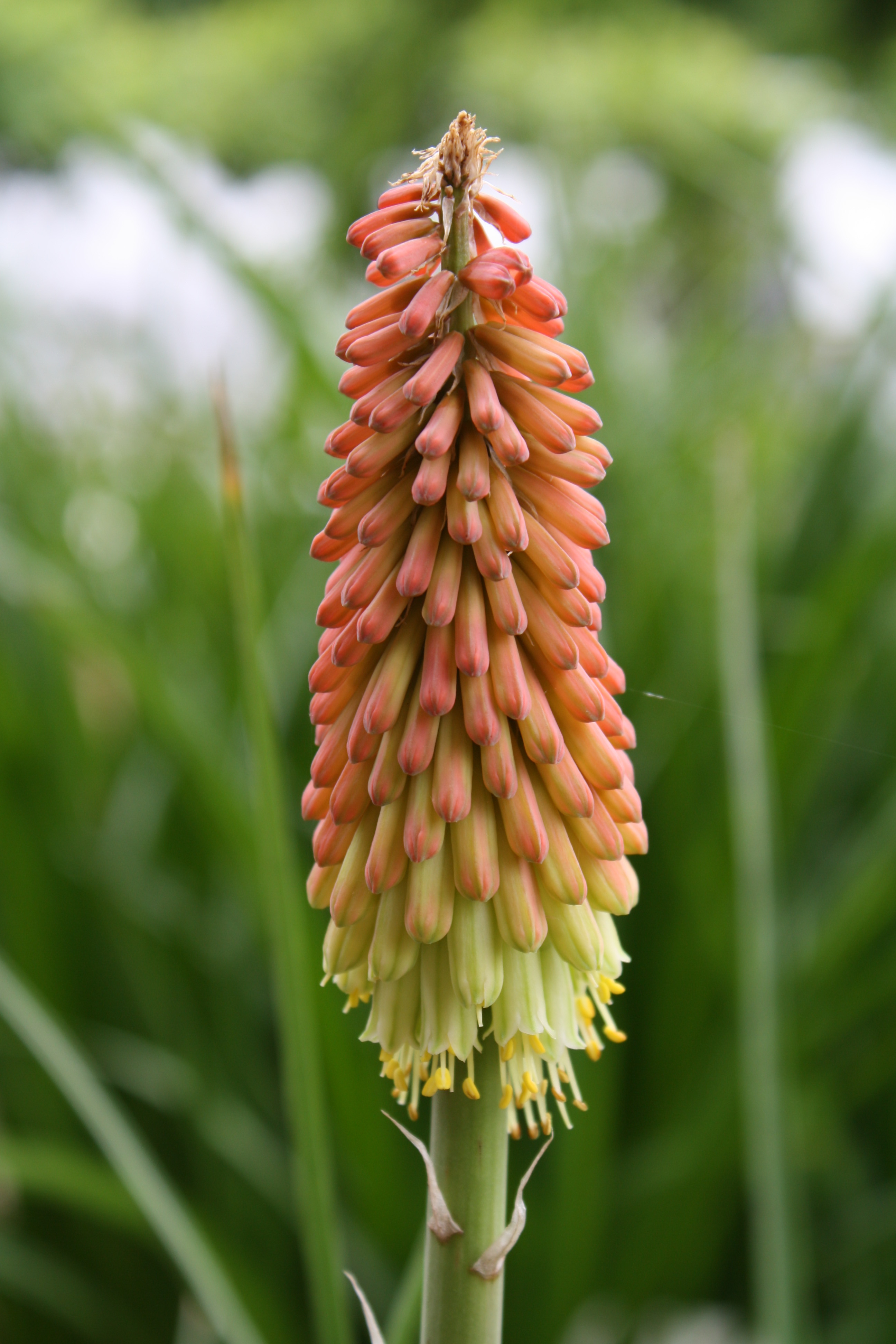 Kniphofia foliosa