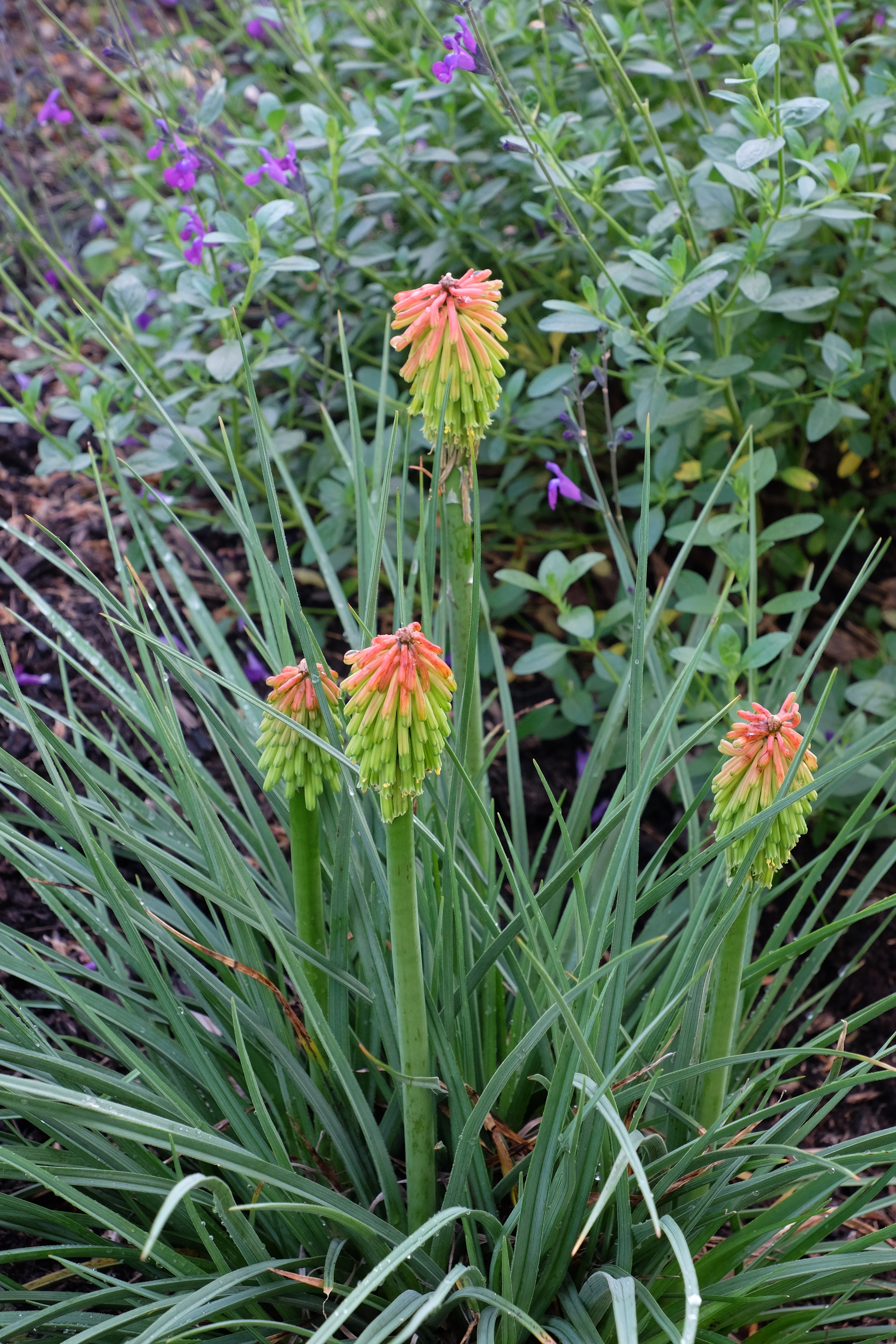 Kniphofia hirsuta in flower 