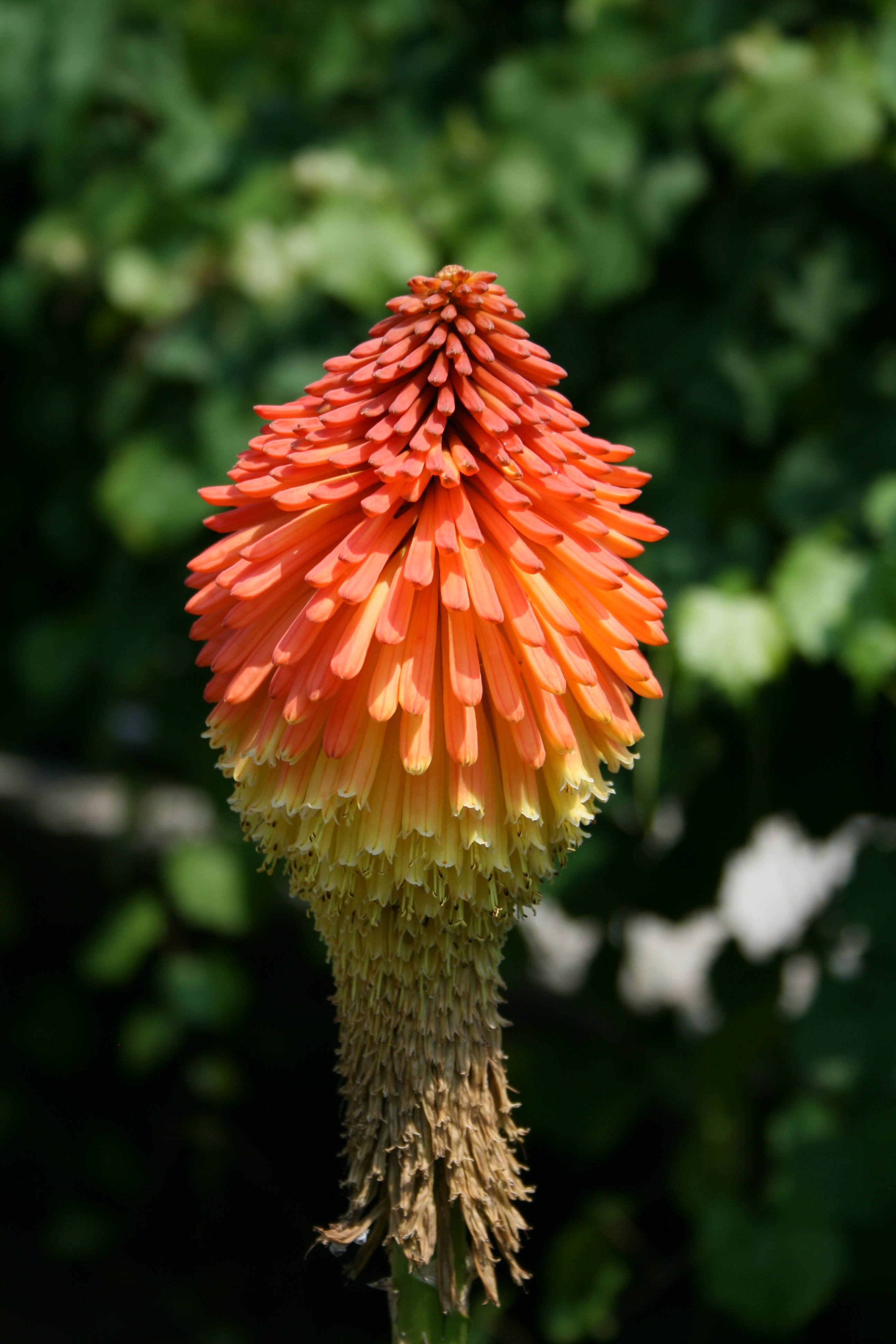 Kniphofia linearifolia flower