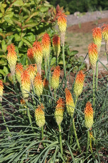 Kniphofia sp. dwarf A1SA-137