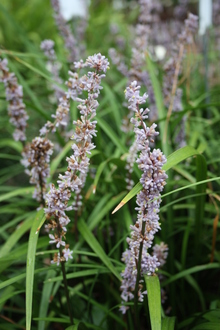 Liriope muscari CPC 7.9.01.1B Clone B @ JLBG- a Darrell Probst China collection