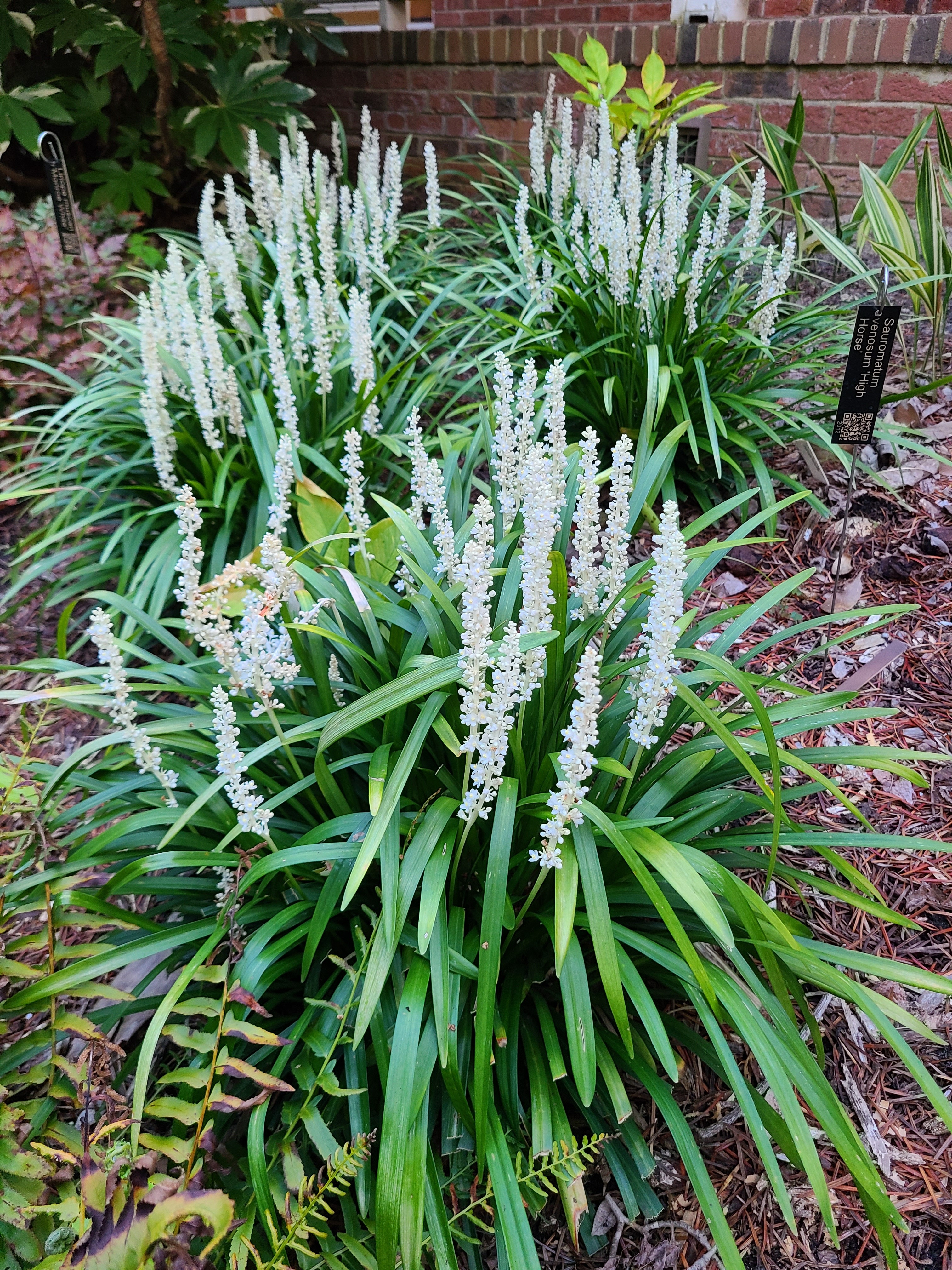 Liriope muscari 'Monroe White' @ JLBG