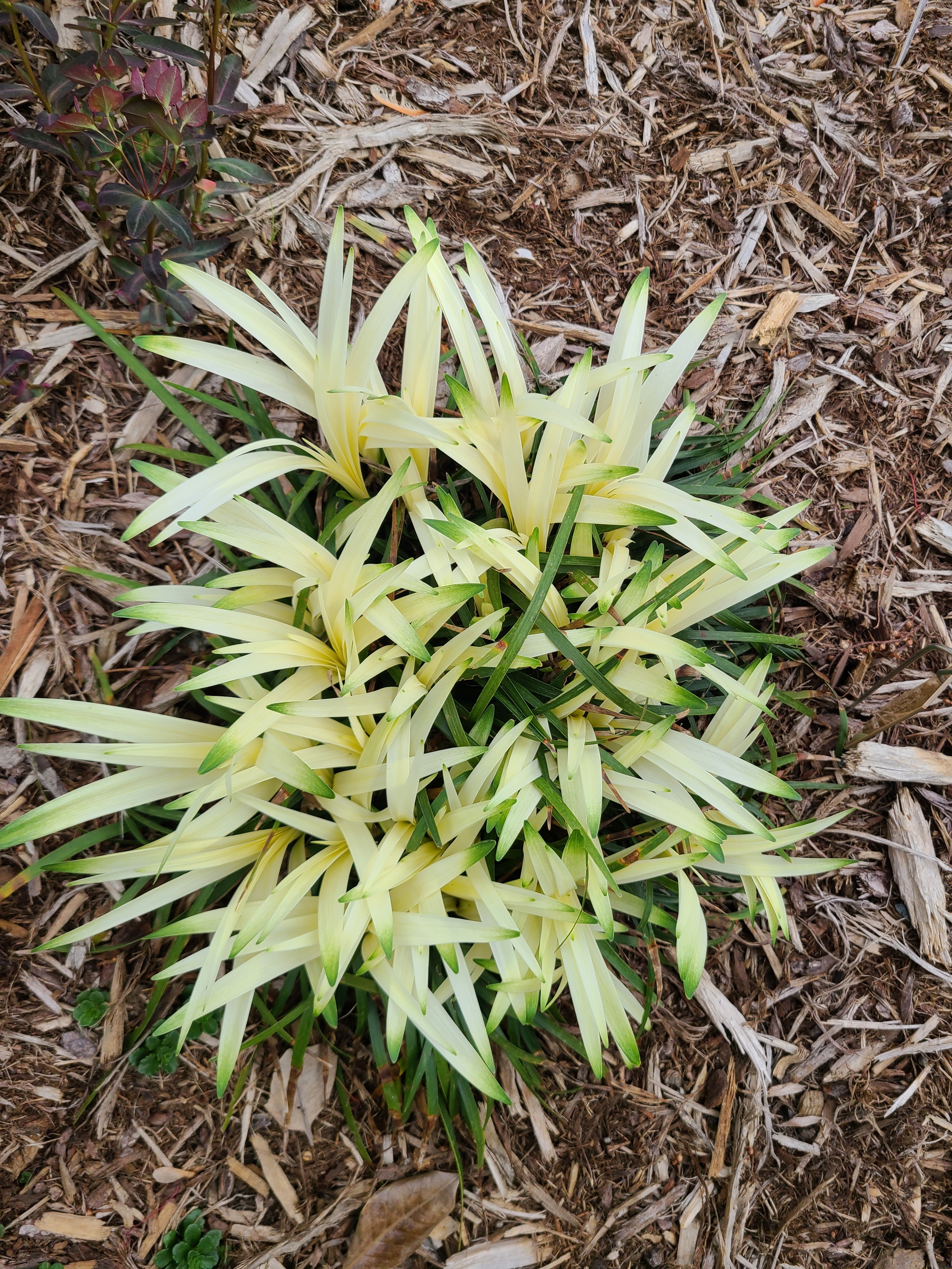 Liriope muscari 'Okina' emerging  @ JLBG