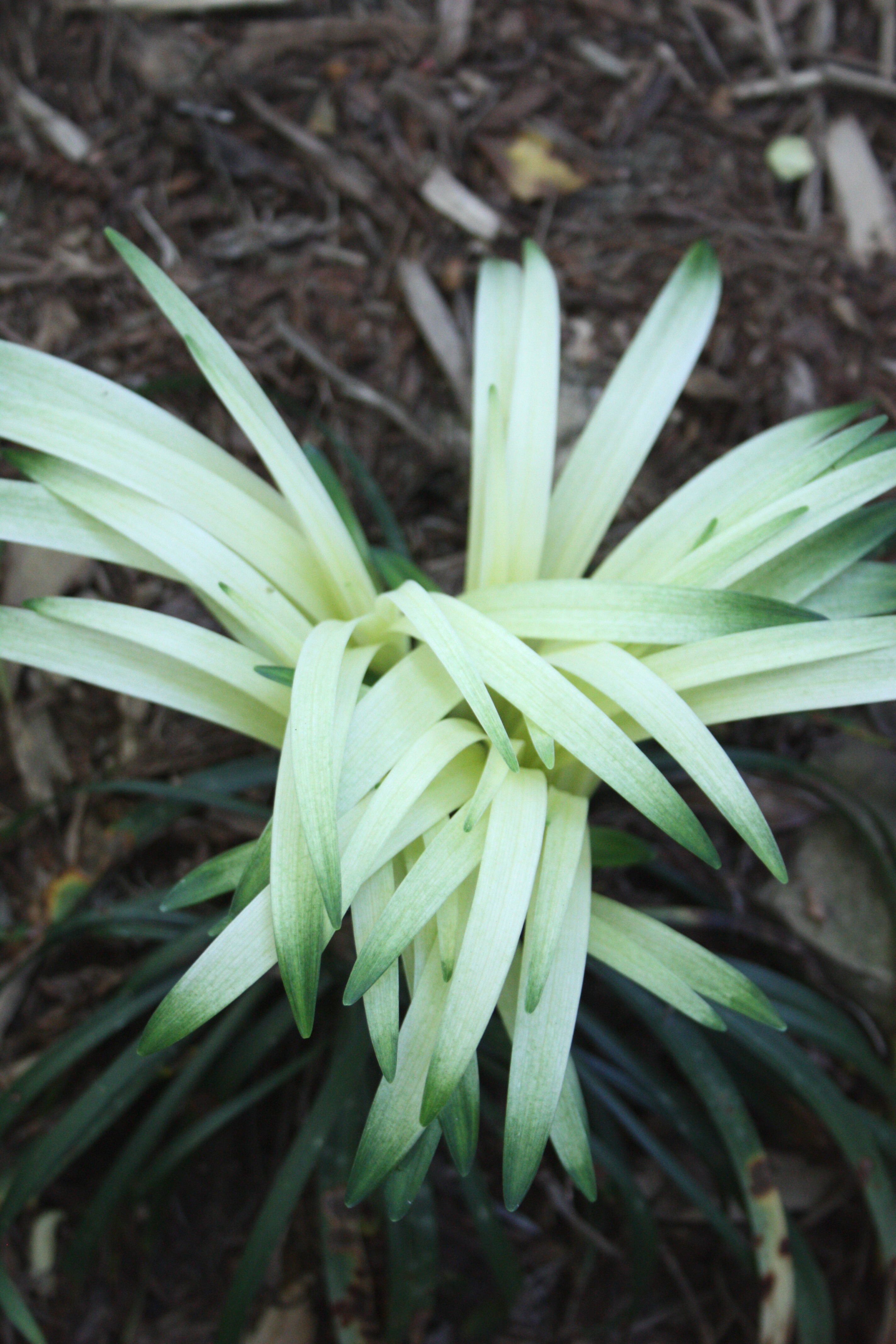Liriope muscari 'Snow Dragon' @ JLBG