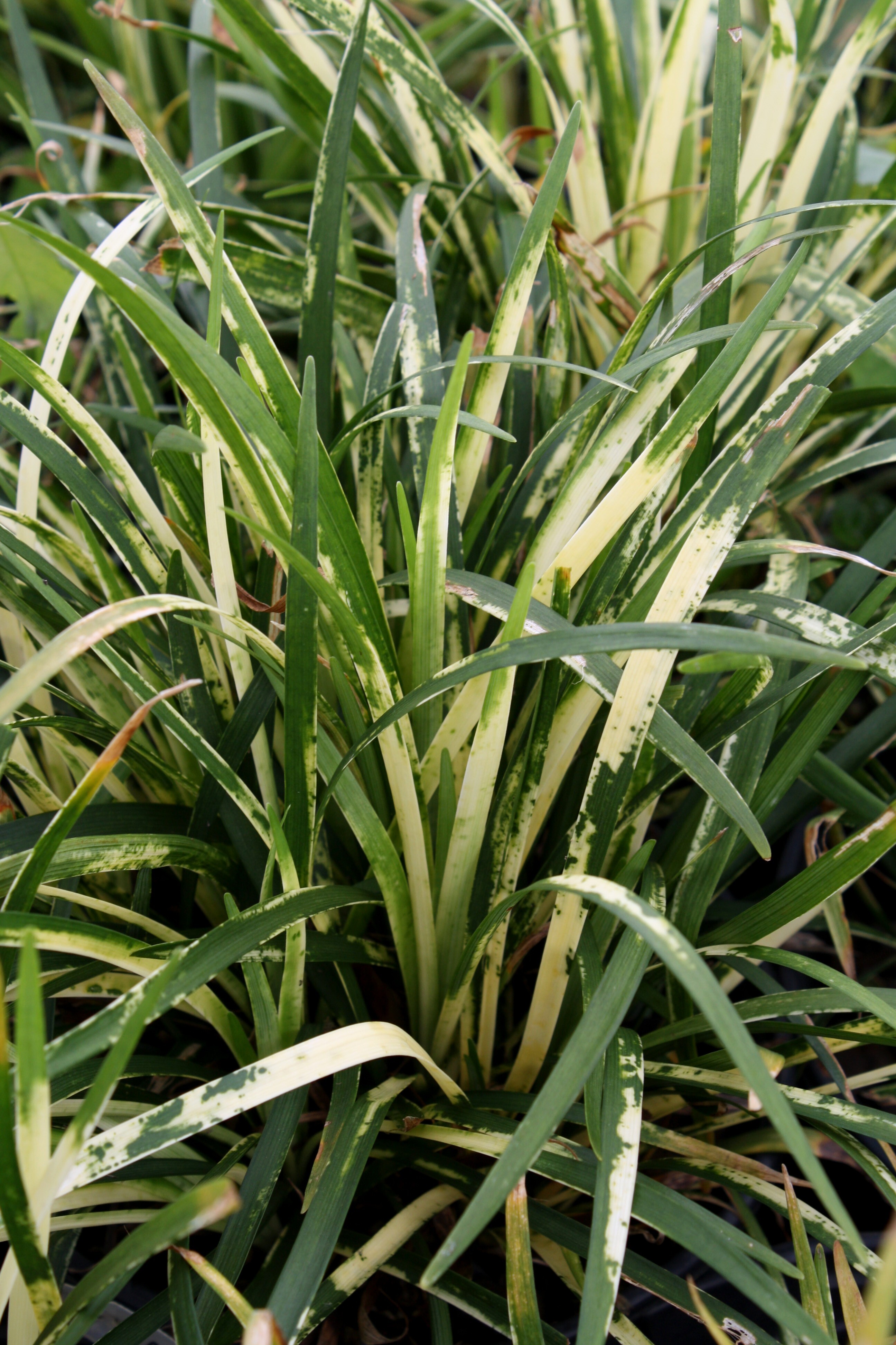 Liriope muscari 'Tokai Rinpa' at Hawksridge 